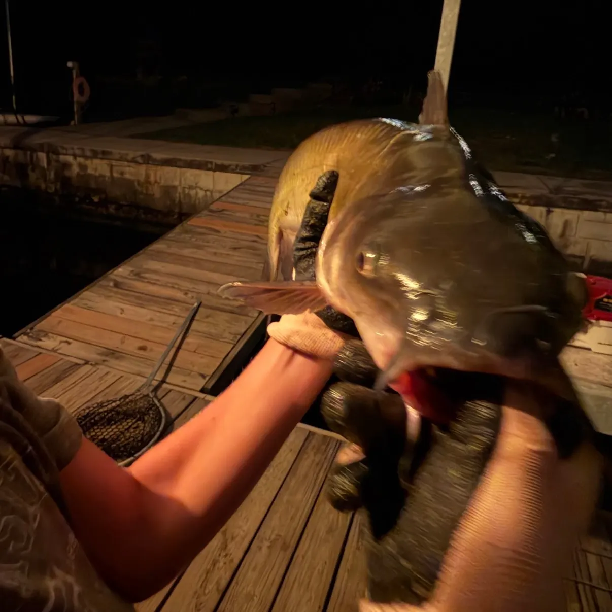 Channel catfish caught on Fishbrain