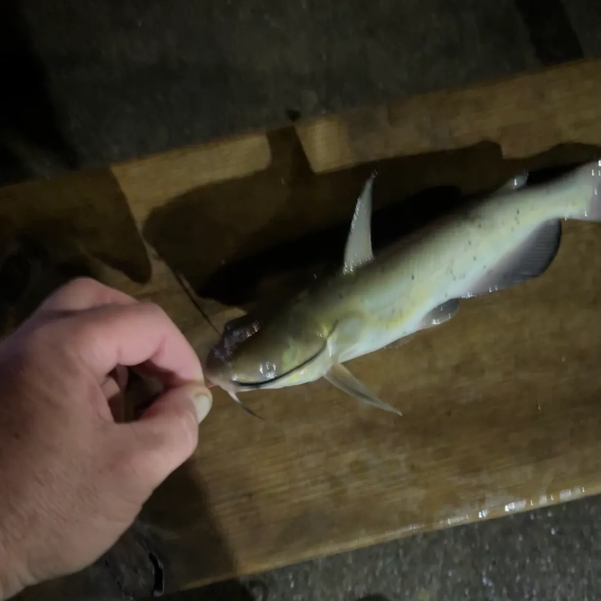 Channel catfish caught on Fishbrain