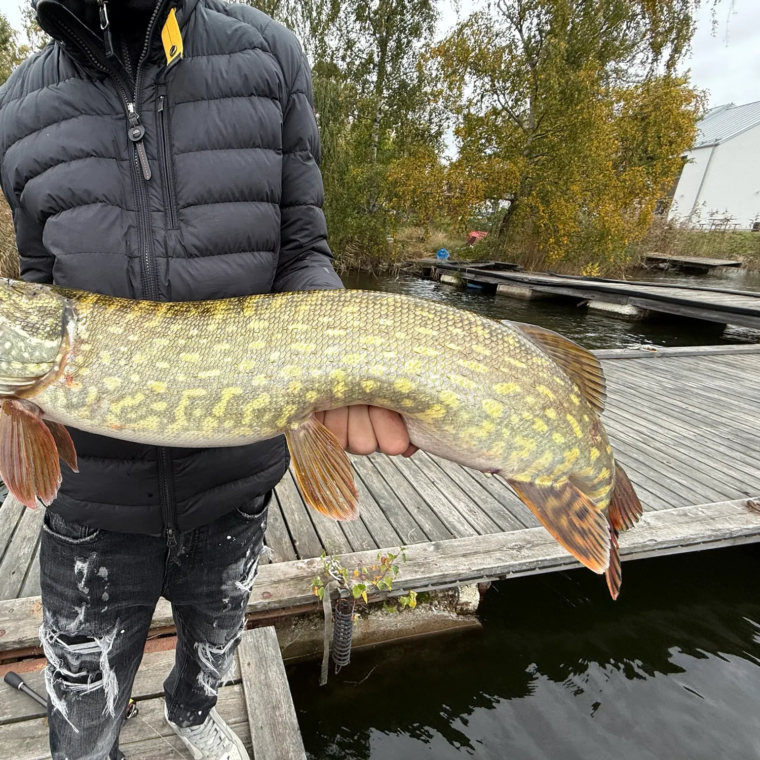 Northern pike caught on Fishbrain
