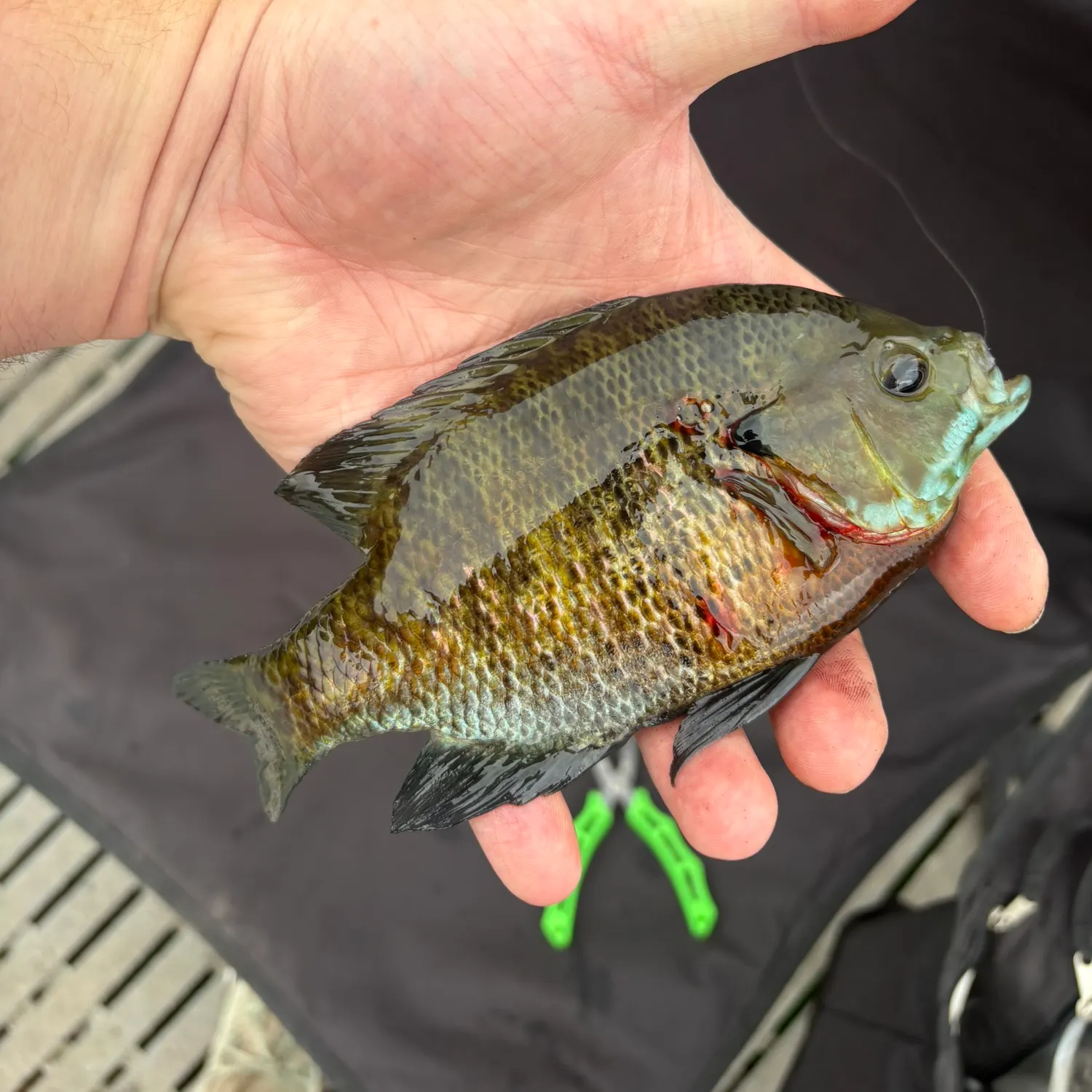 catch
