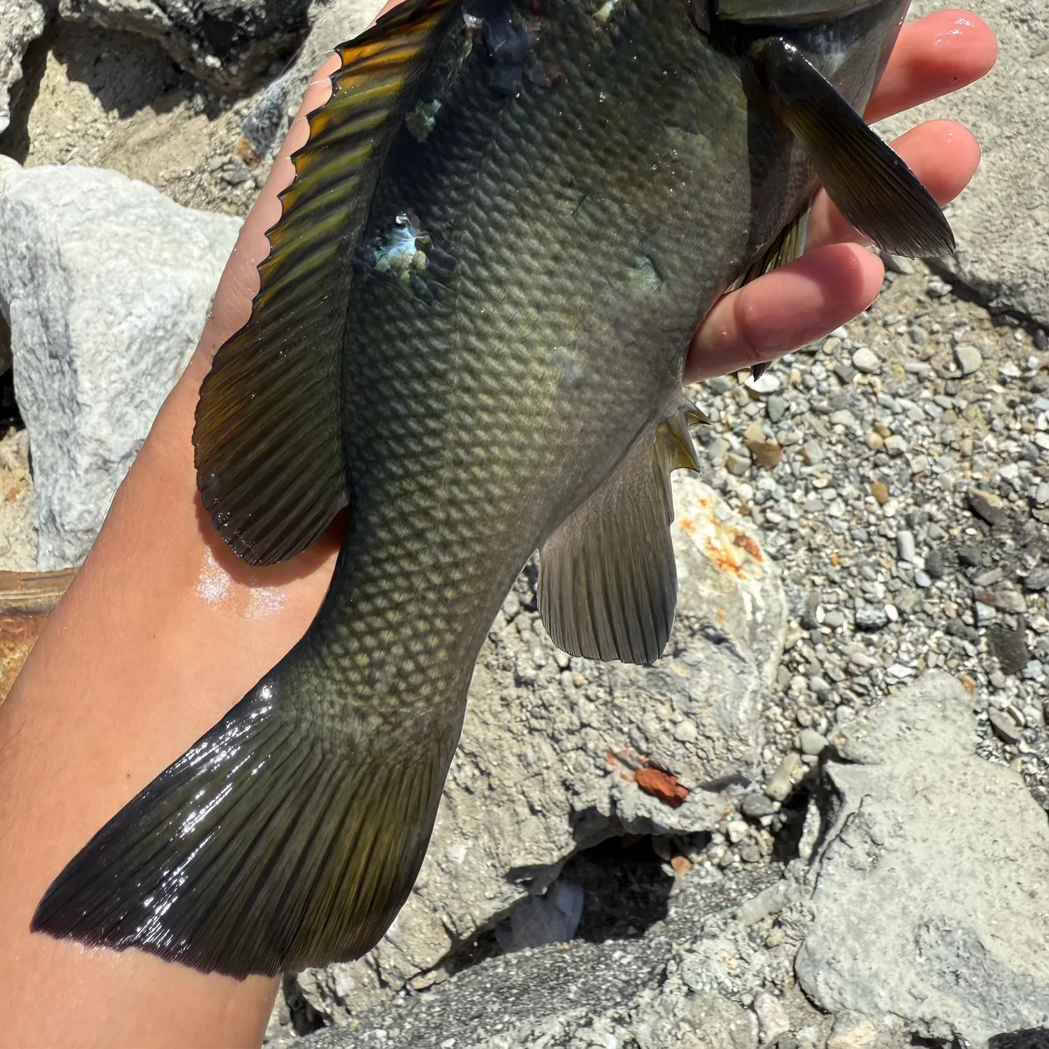 Opaleye caught on Fishbrain
