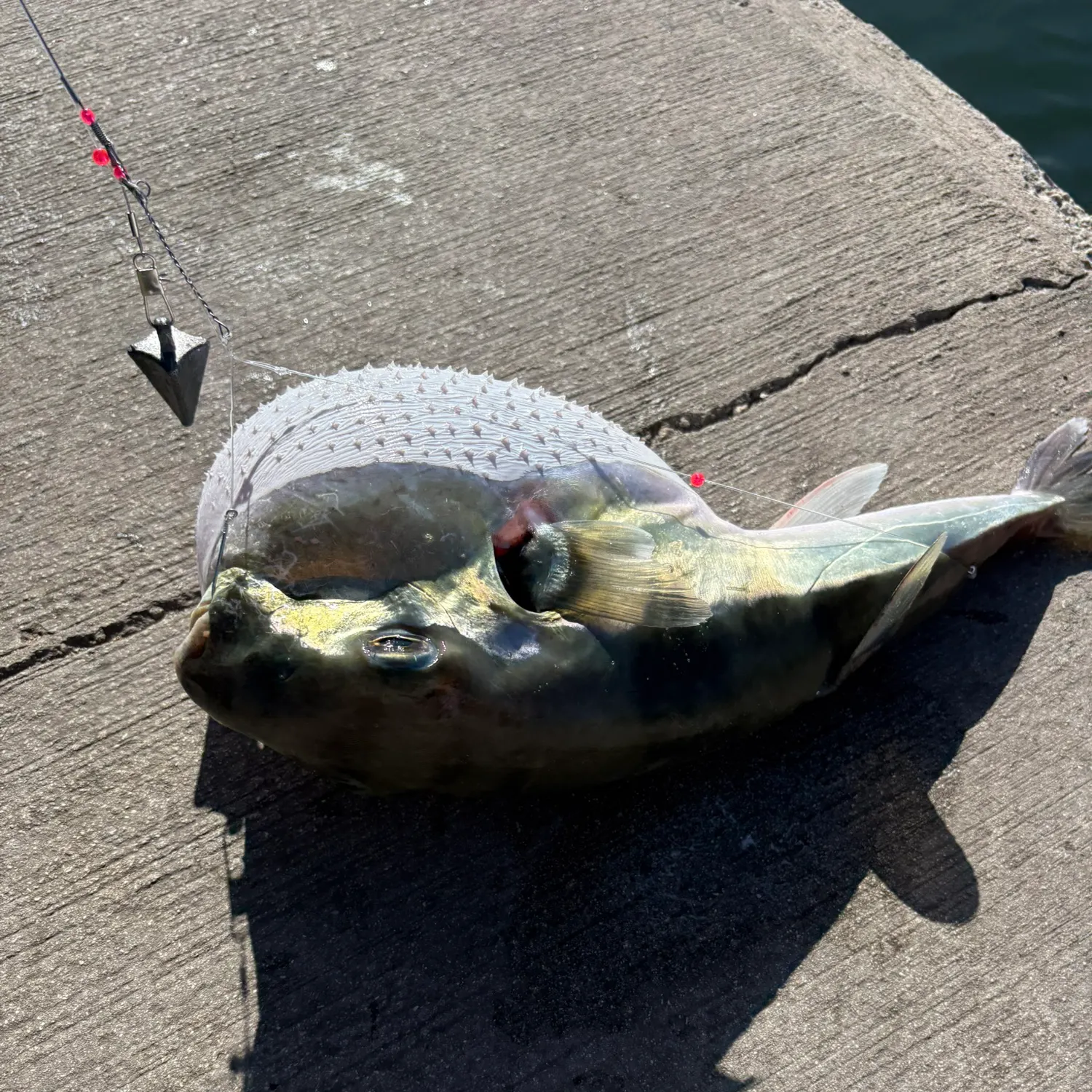 The most recent Smooth puffer catches on Fishbrain