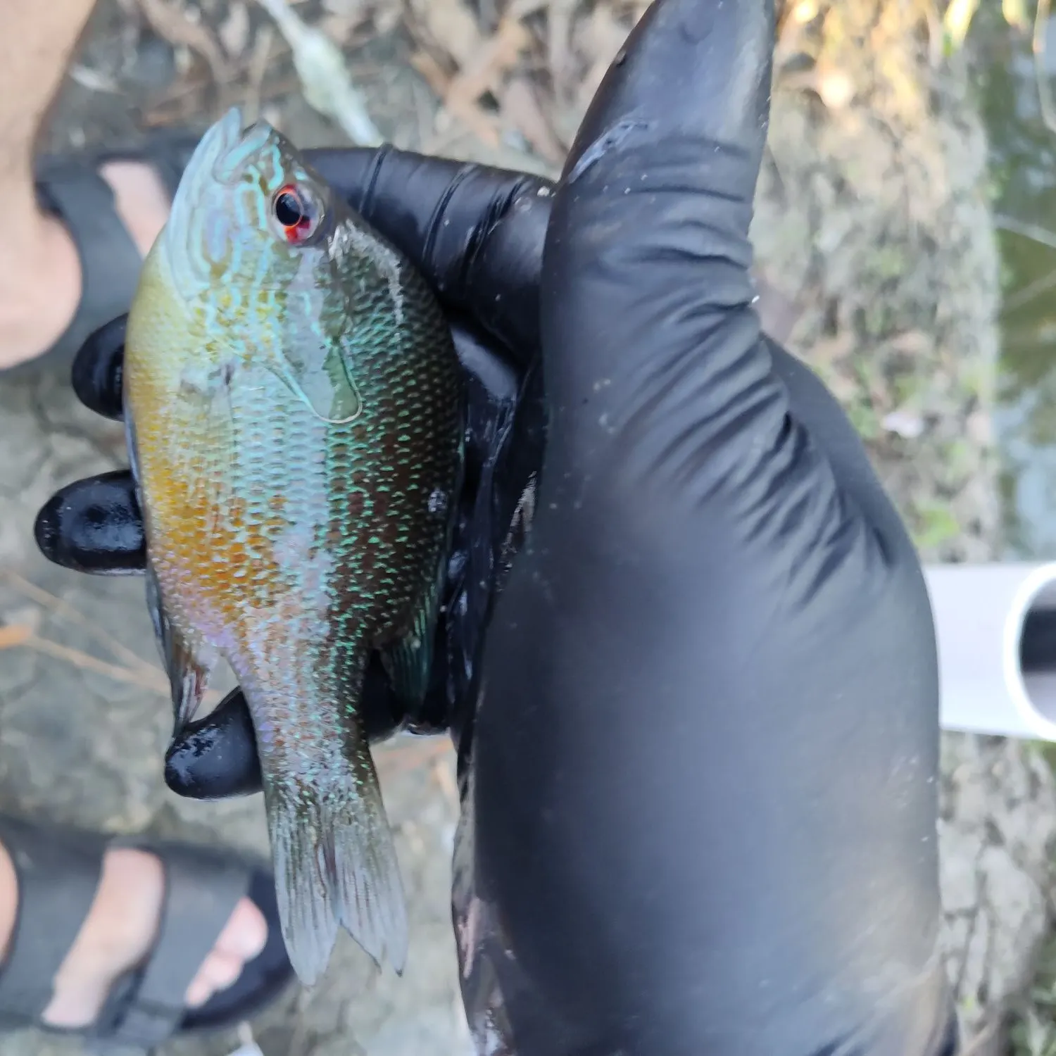 The most recent Longear sunfish catches on Fishbrain