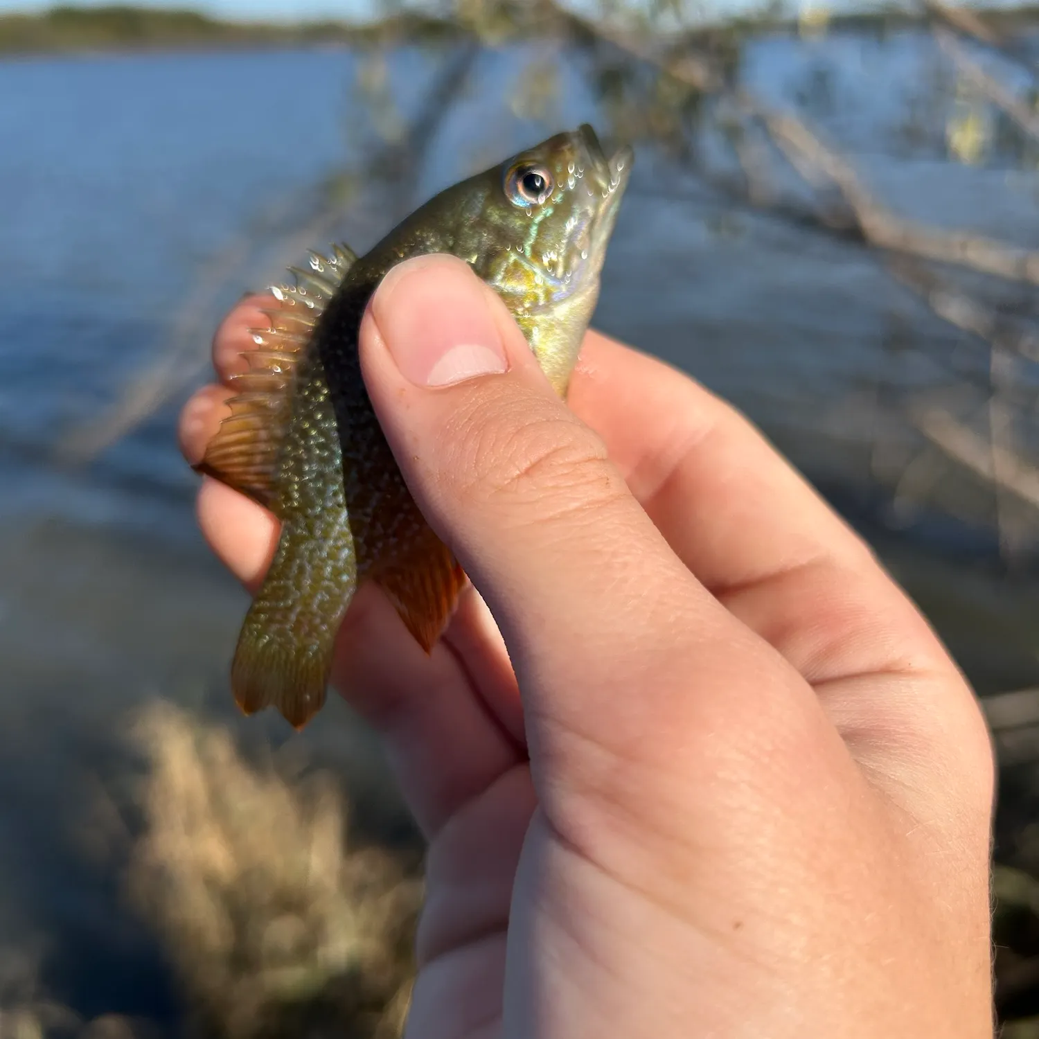 Green sunfish caught on Fishbrain
