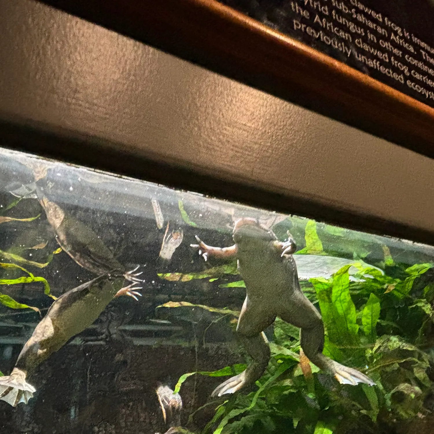 The most recent Southern leopard frog catches on Fishbrain
