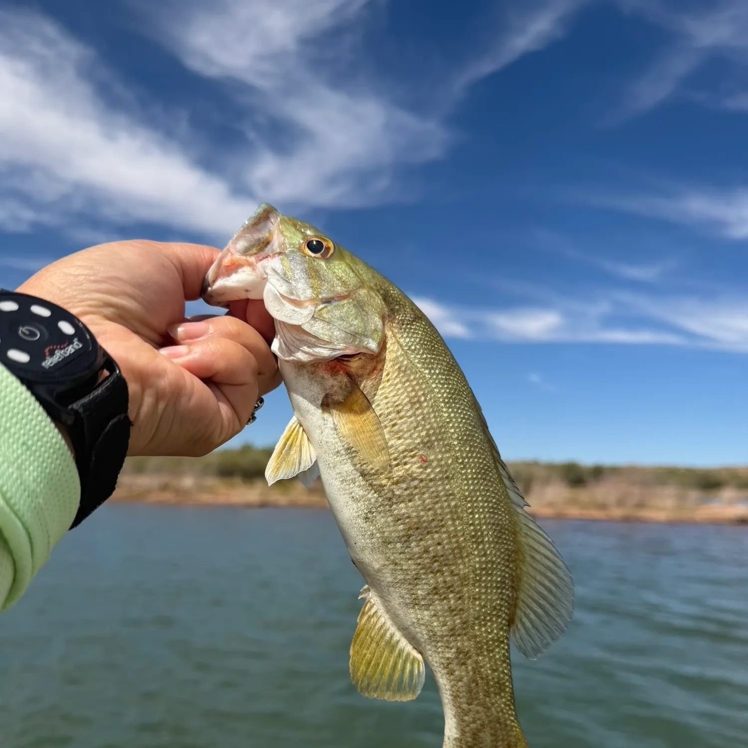 Smallmouth bass caught on Fishbrain
