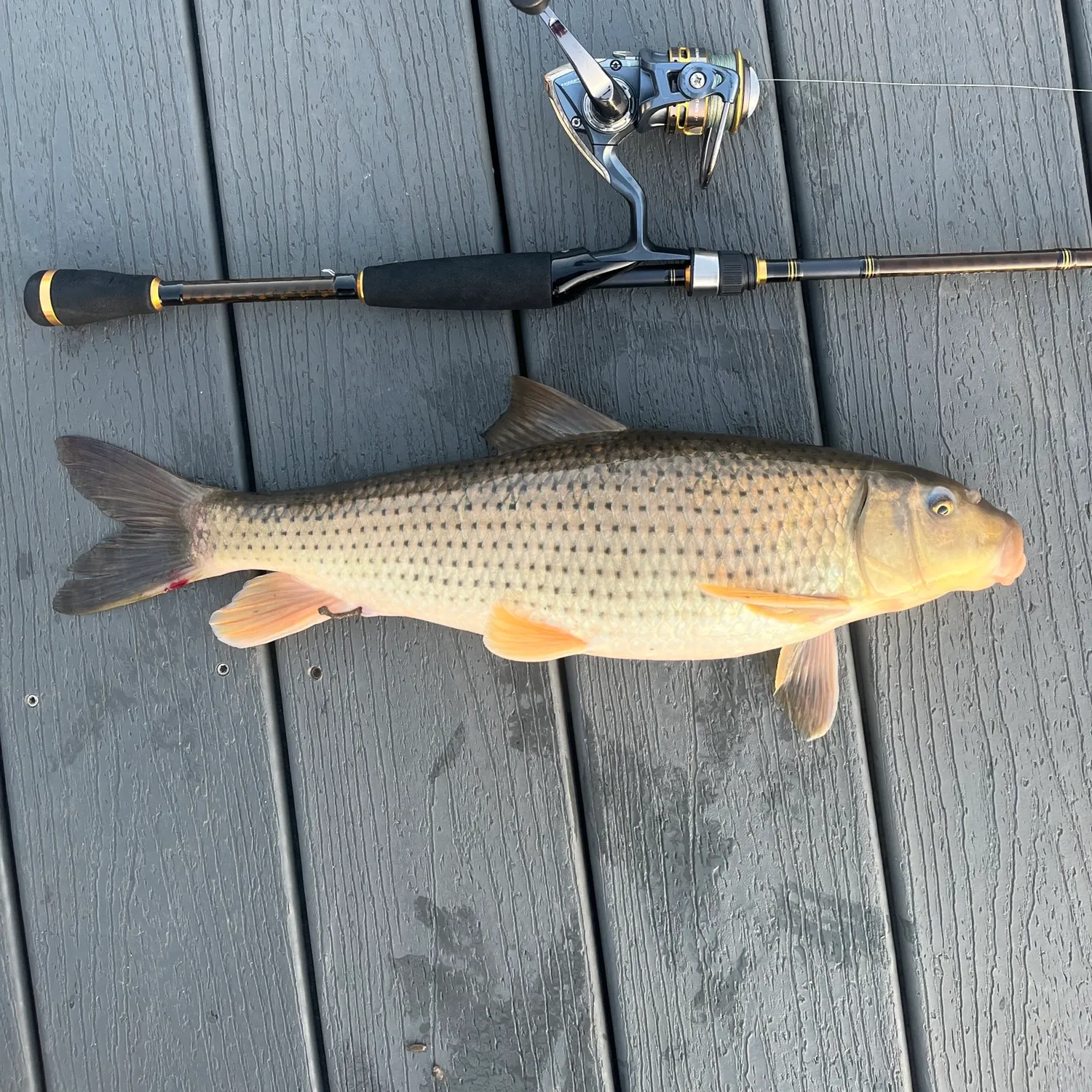 The most popular recent Robust redhorse catch on Fishbrain