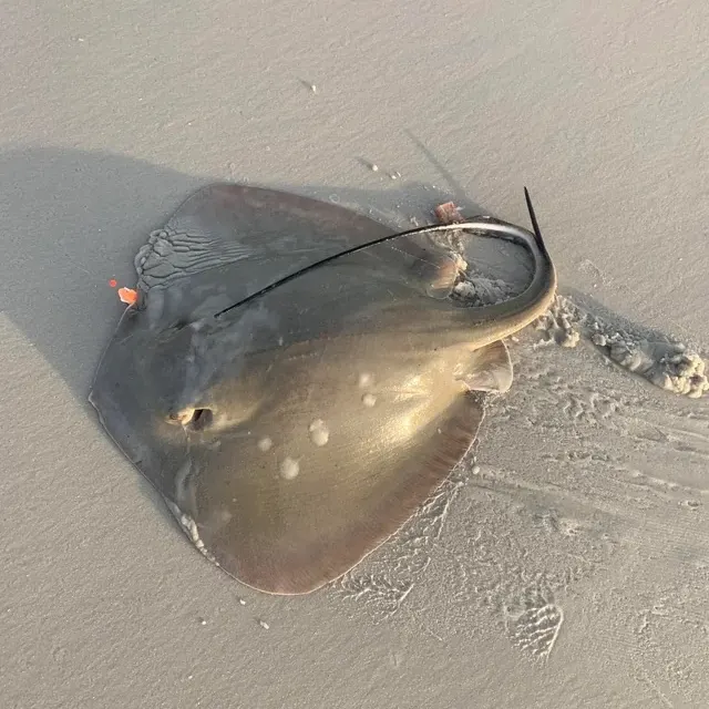 The most recent Sharpnose stingray catches on Fishbrain