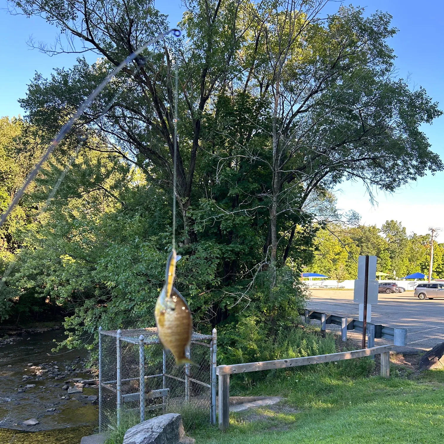 Bluegill caught on Fishbrain