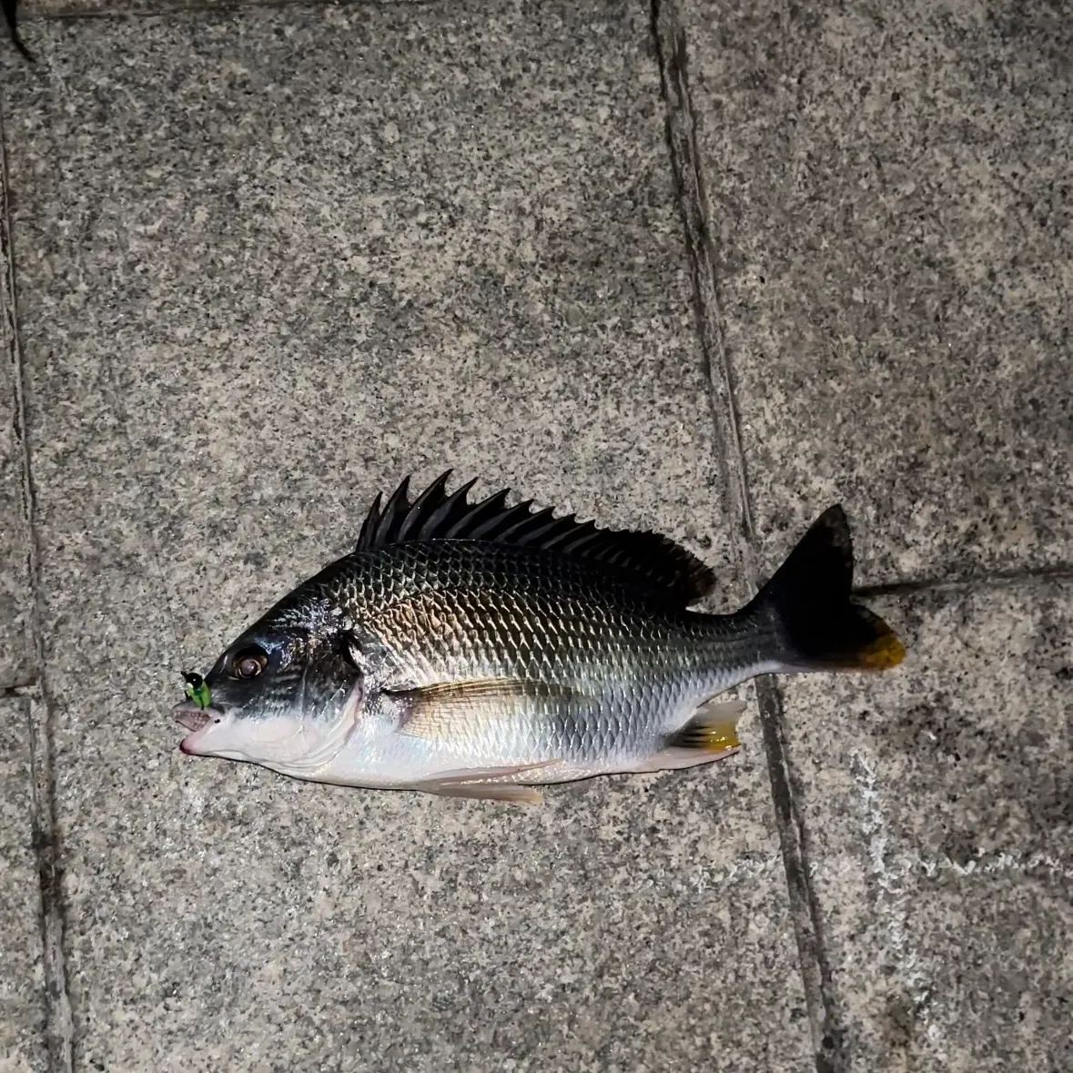 The most recent Blackhead seabream catches on Fishbrain