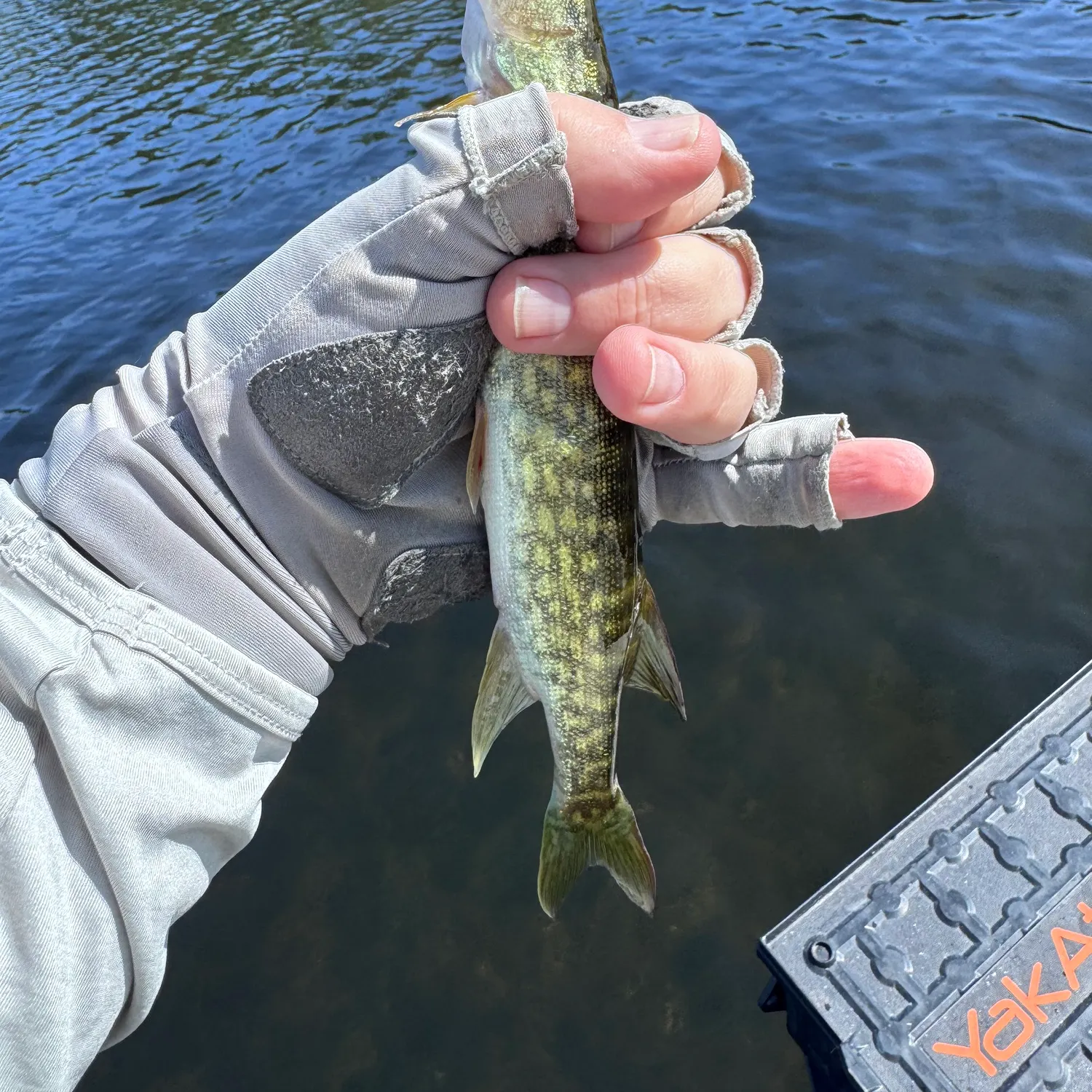 Chain pickerel caught on Fishbrain