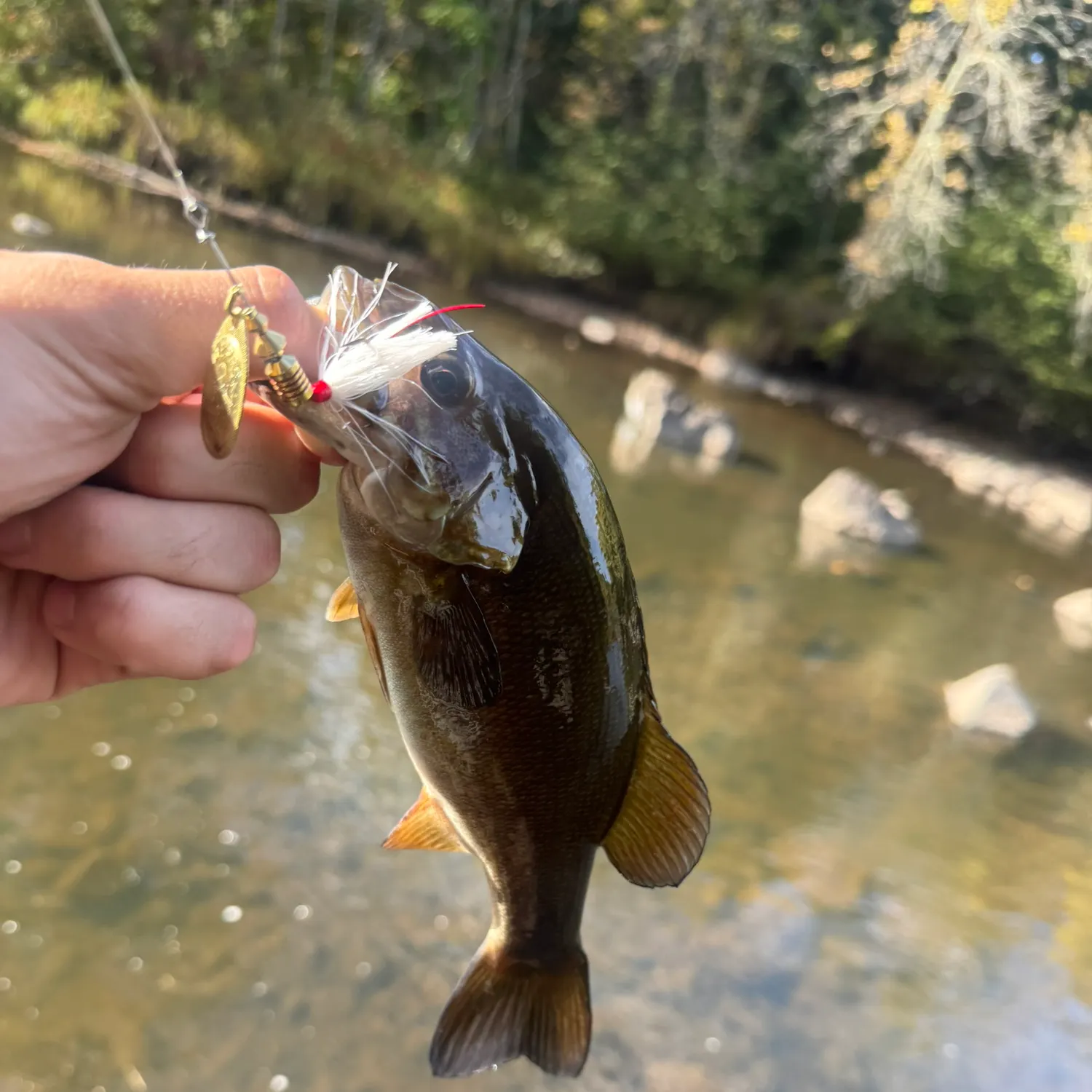 Smallmouth bass caught on Fishbrain