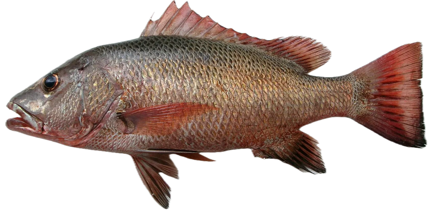Mangrove red snapper