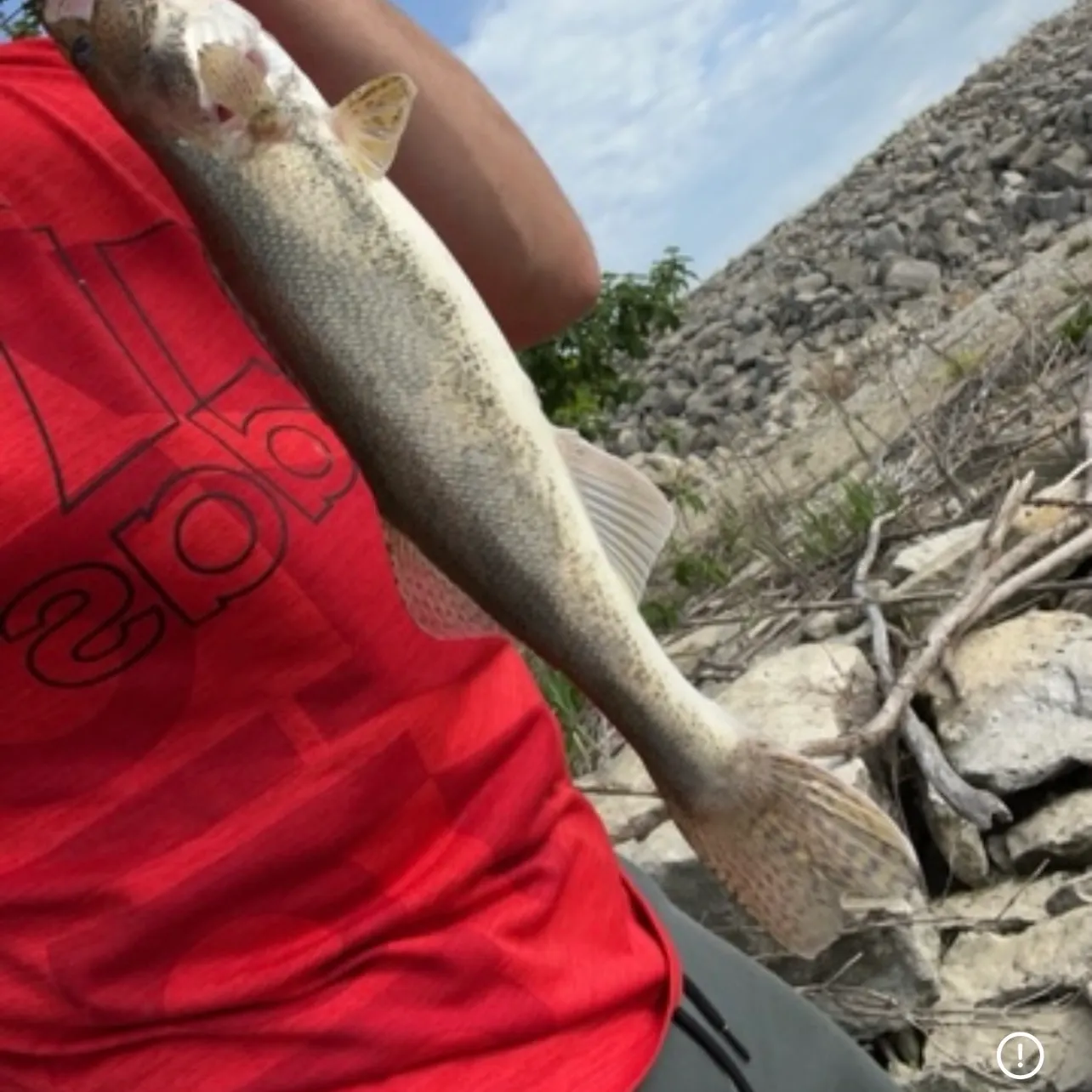 The most recent Sauger catches on Fishbrain