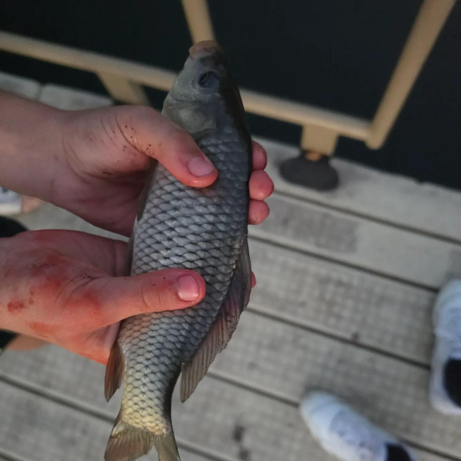 Common carp caught on Fishbrain
