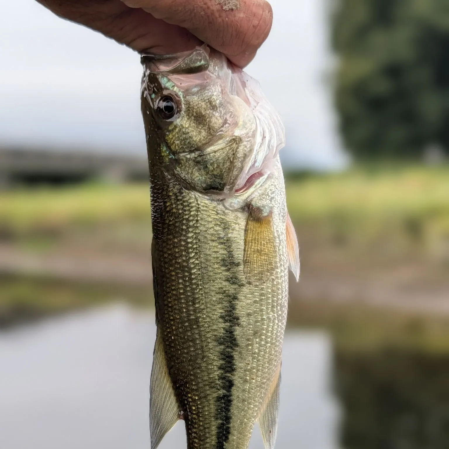 Largemouth bass caught on Fishbrain