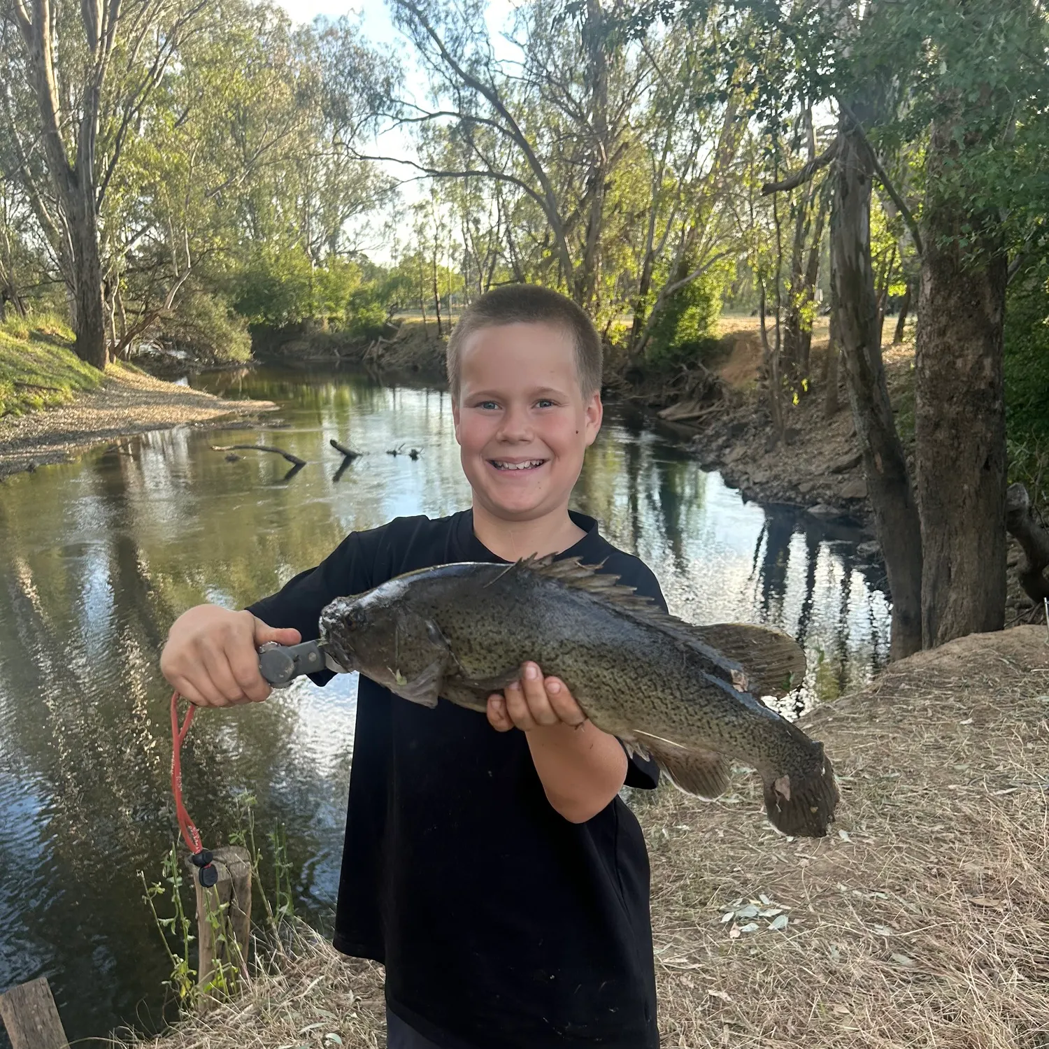 The most recent Trout cod catches on Fishbrain