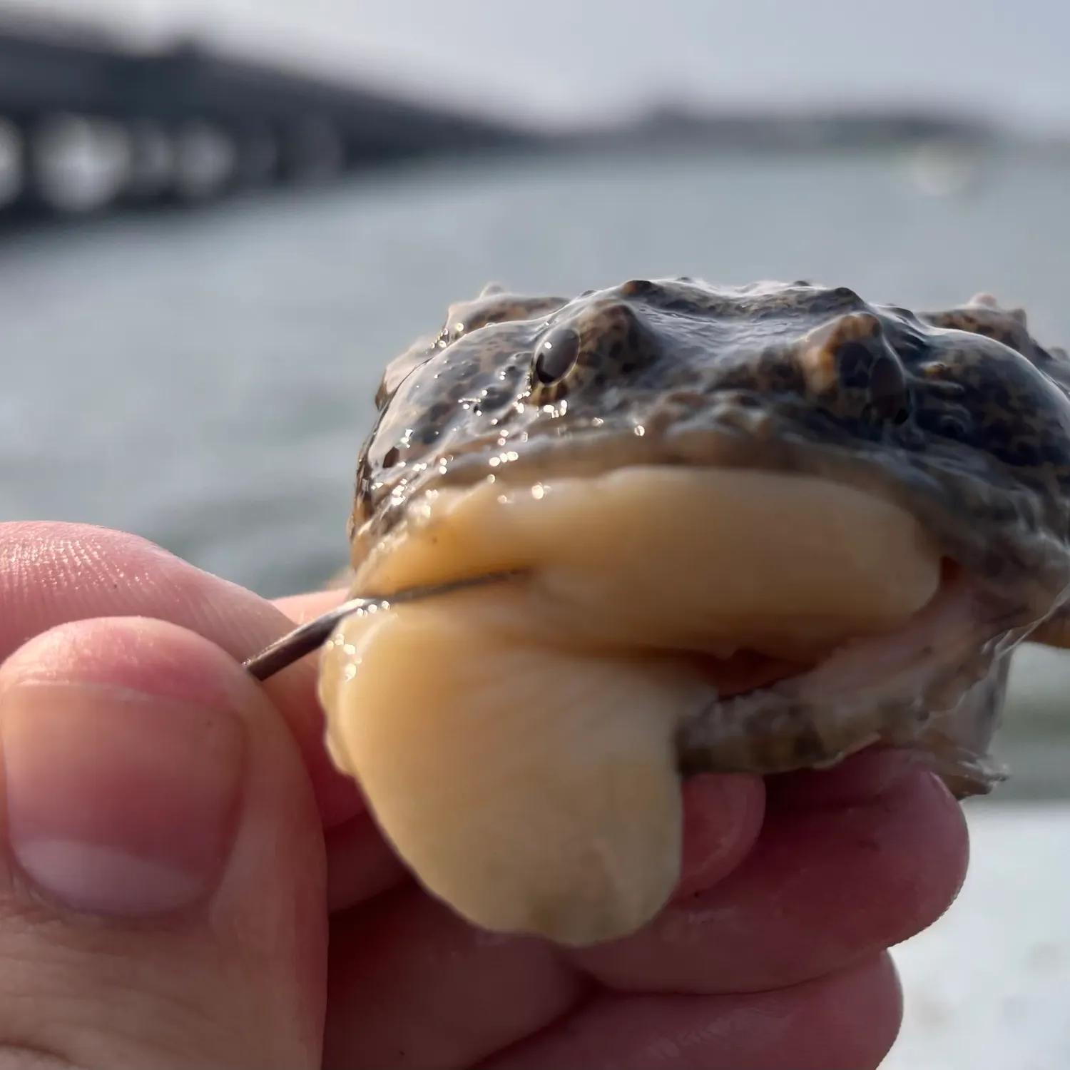 The most recent Oyster toadfish catches on Fishbrain