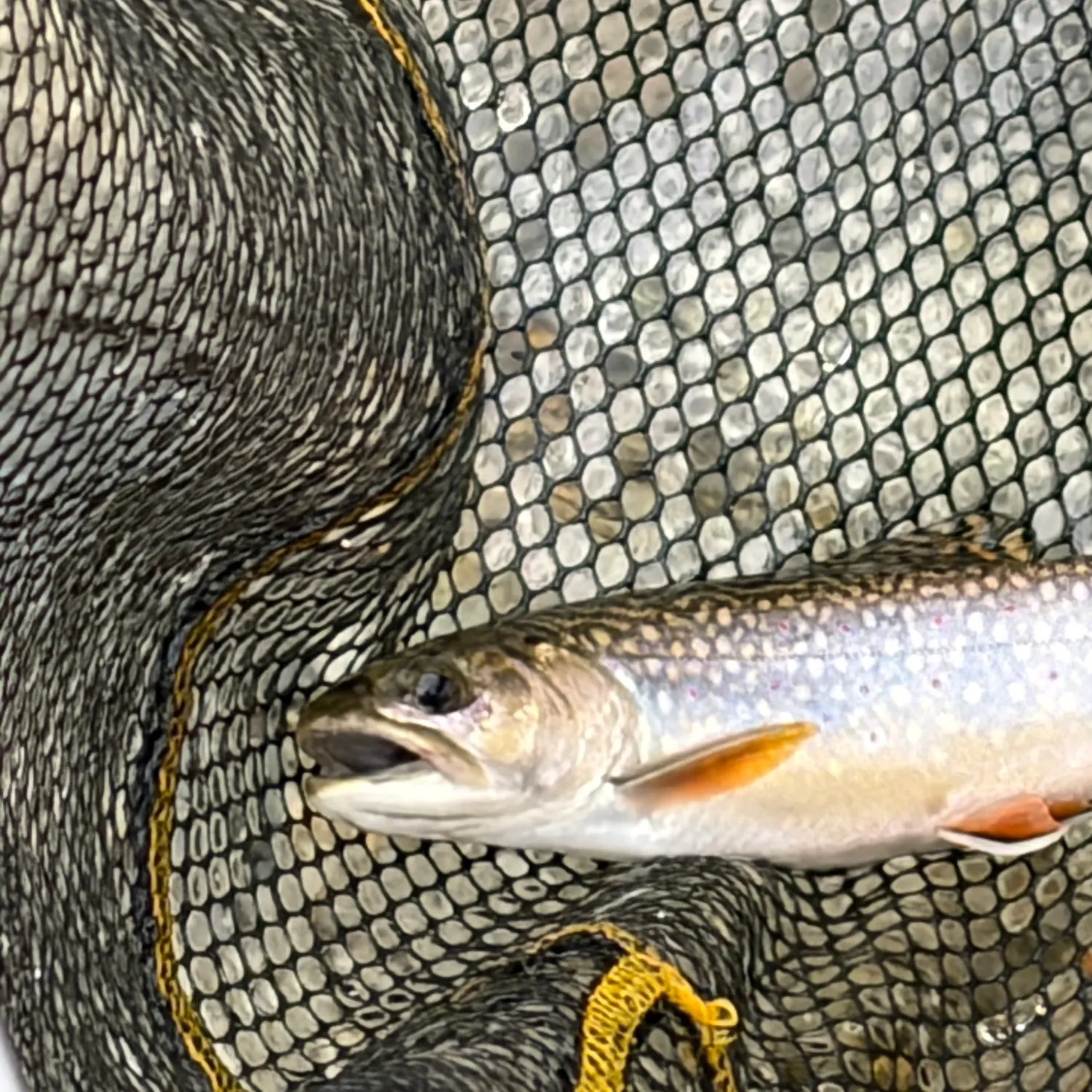 Brook trout caught on Fishbrain