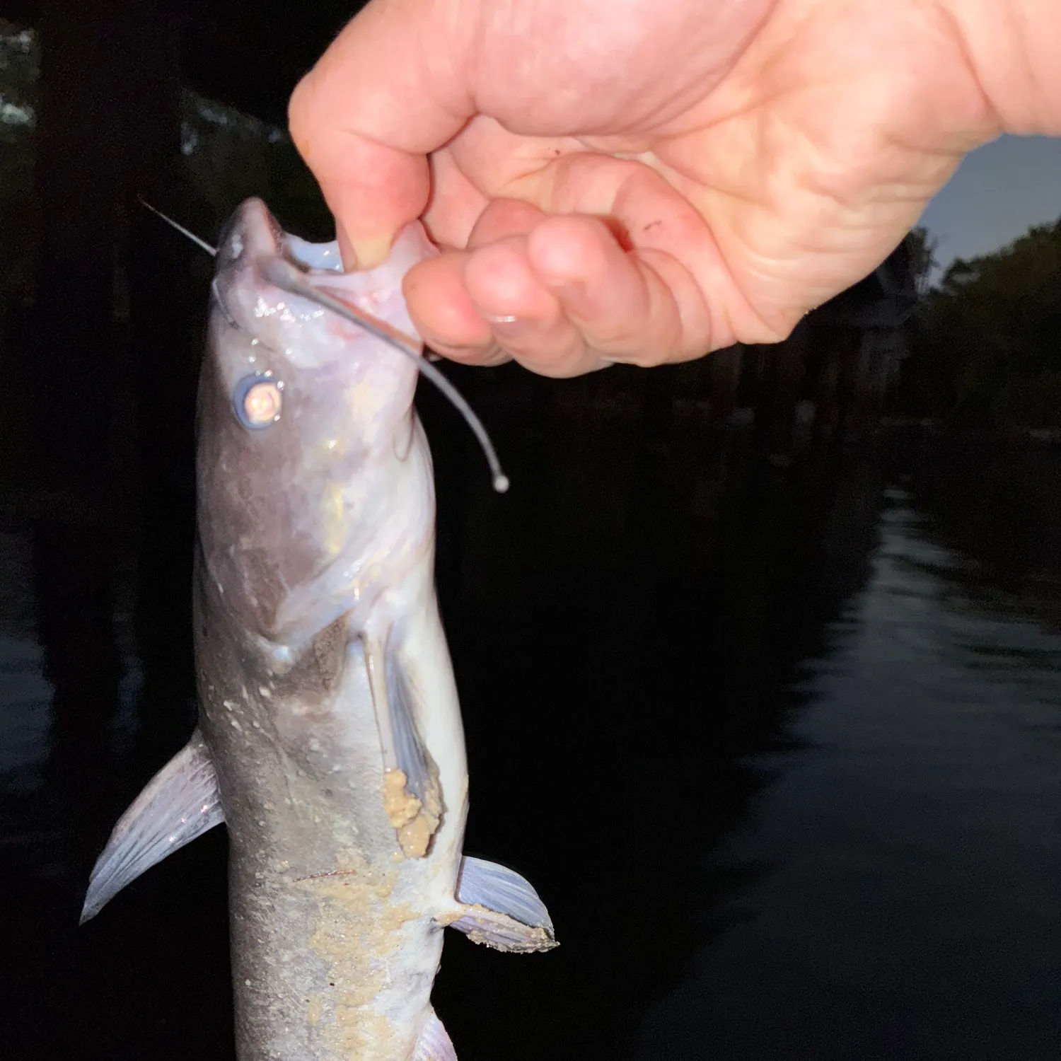White bullhead caught on Fishbrain