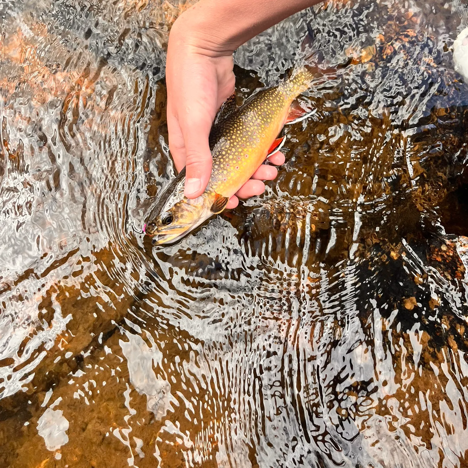 Brook trout caught on Fishbrain