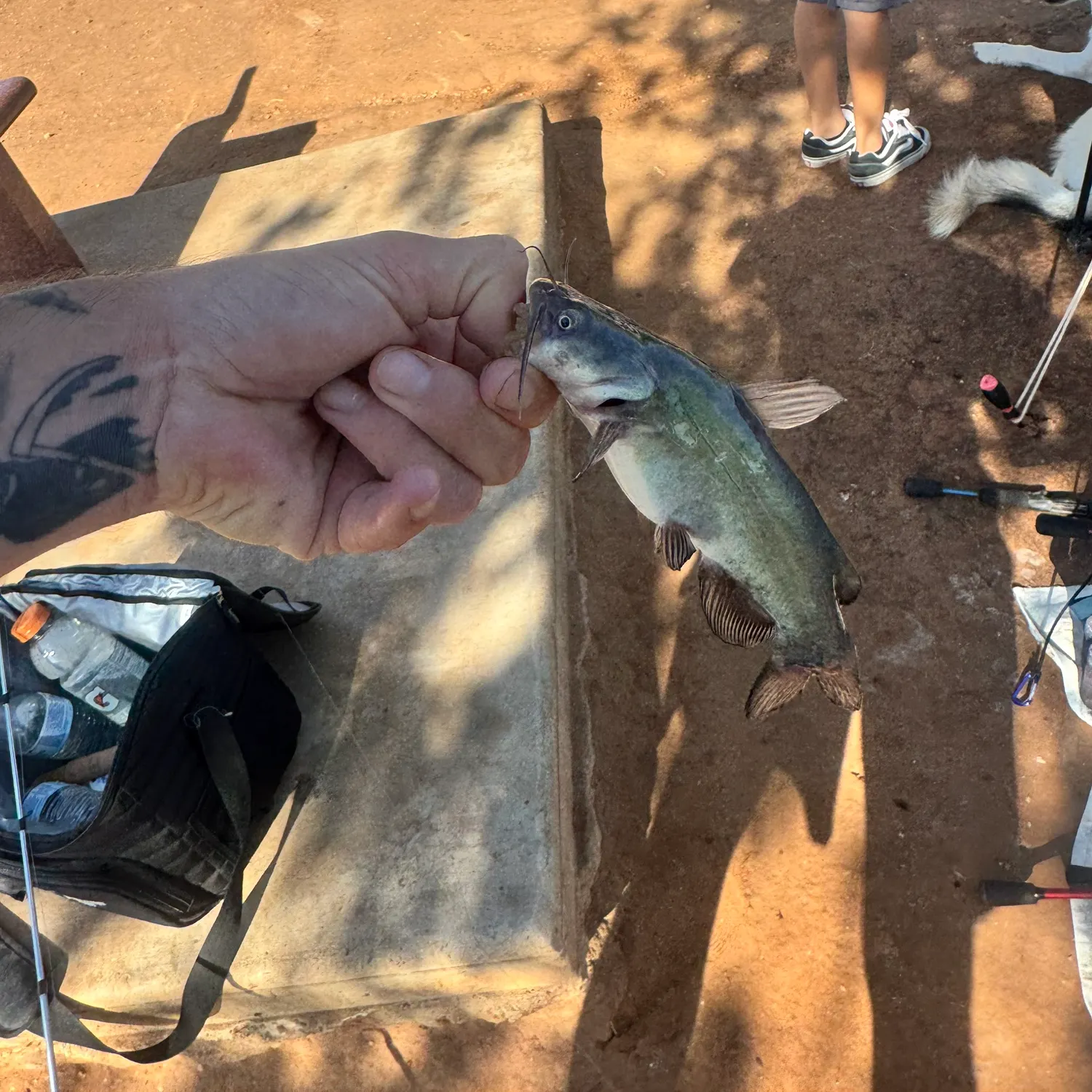 recently logged catches