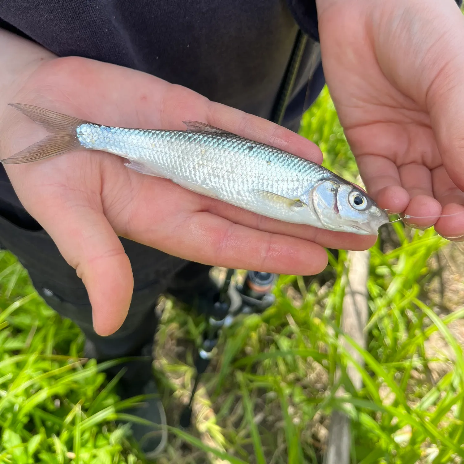 The most recent Common dace catches on Fishbrain