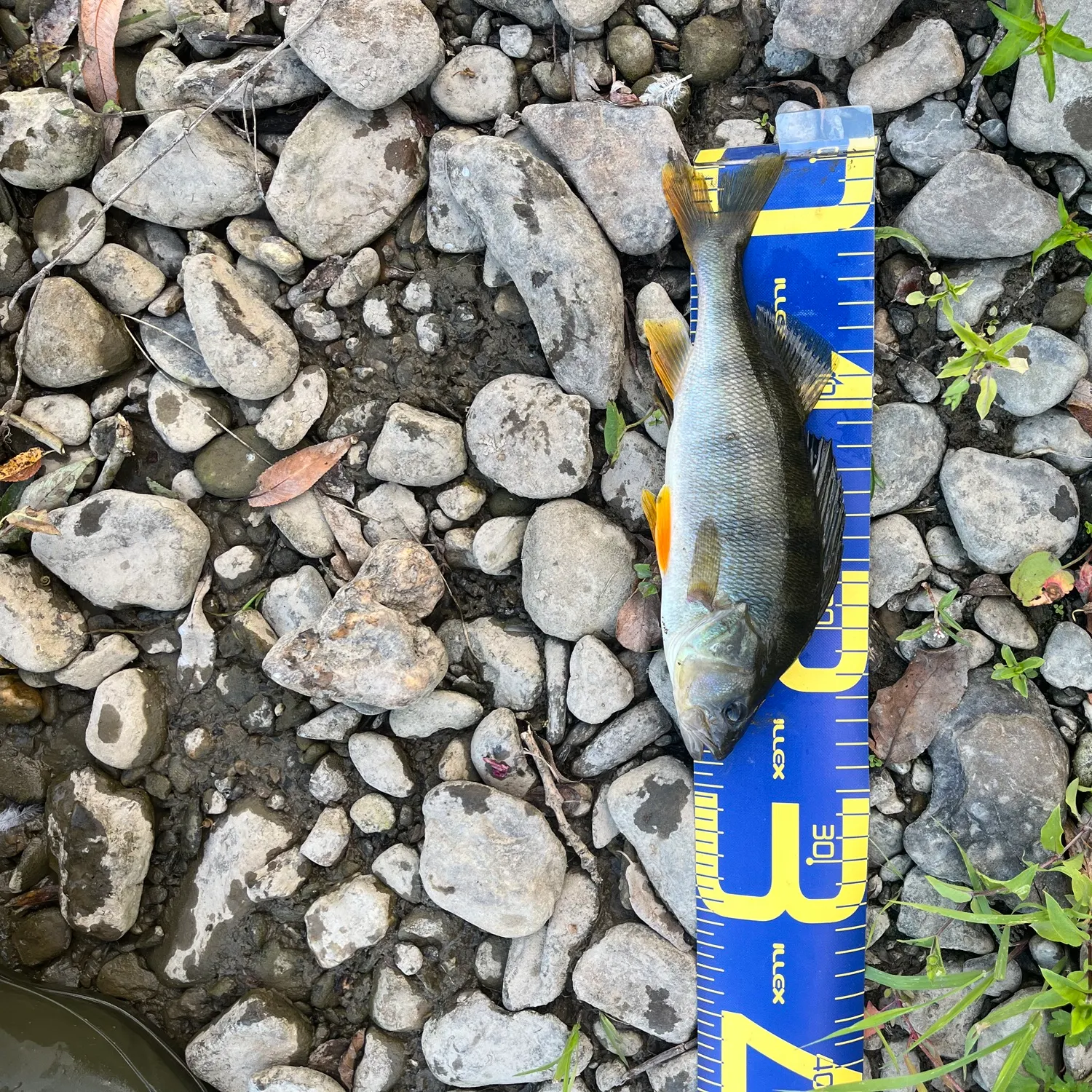 European perch caught on Fishbrain