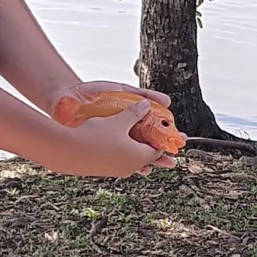 The most popular recent Red devil cichlid catch on Fishbrain