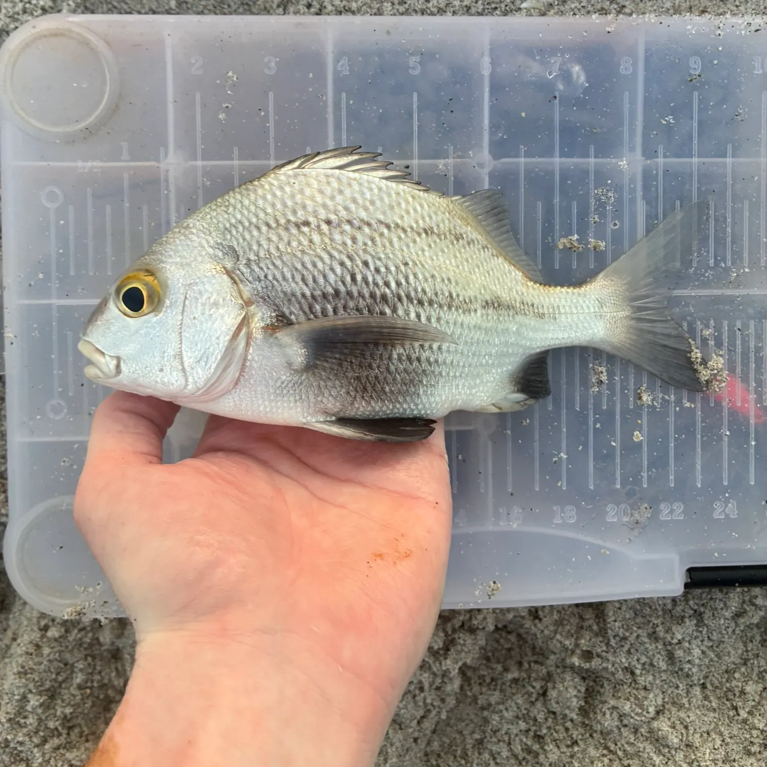 catch
