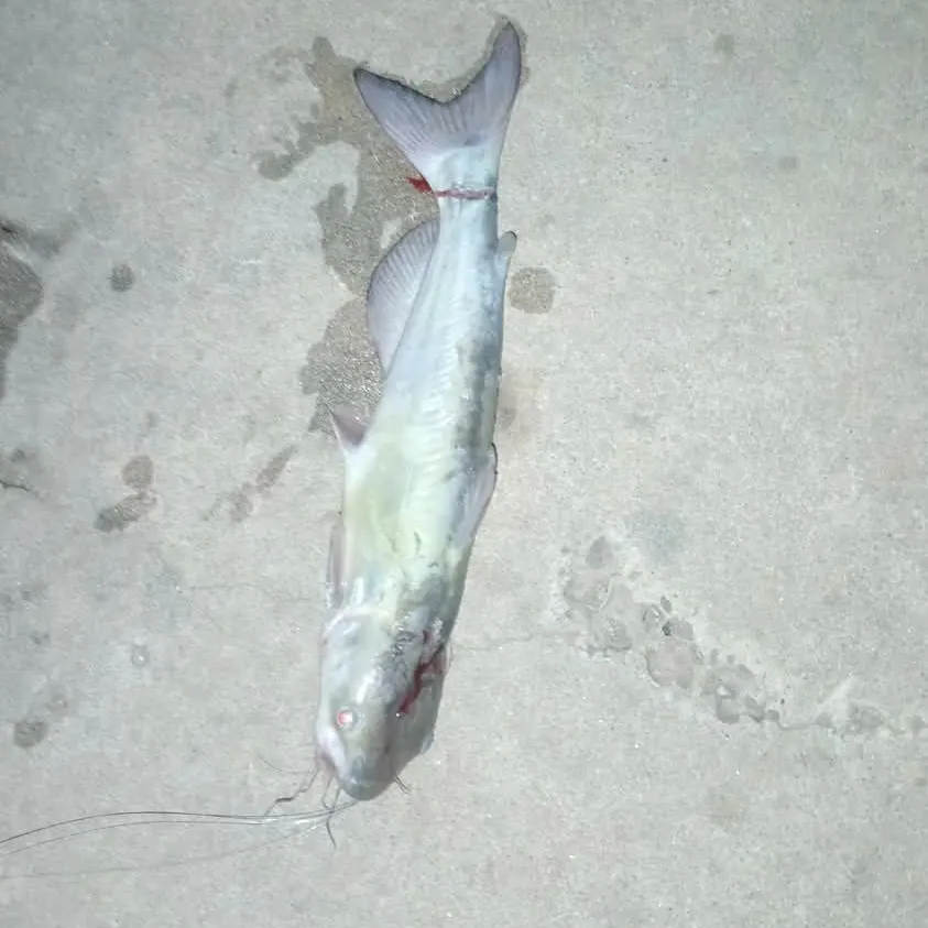Blue catfish caught on Fishbrain