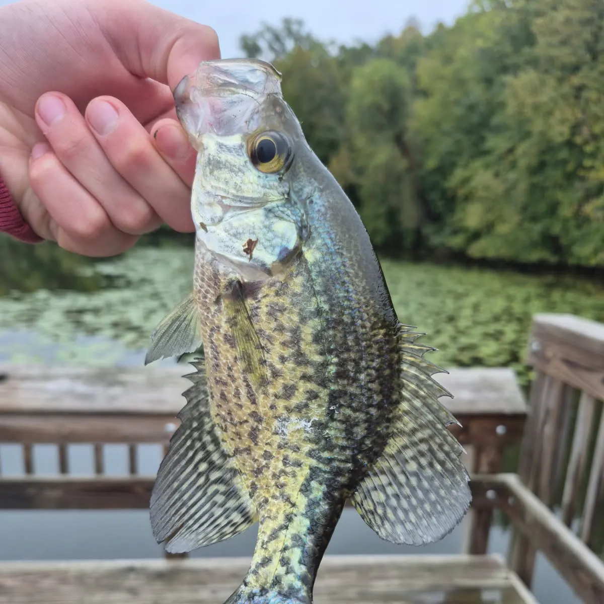 Black crappie caught on Fishbrain