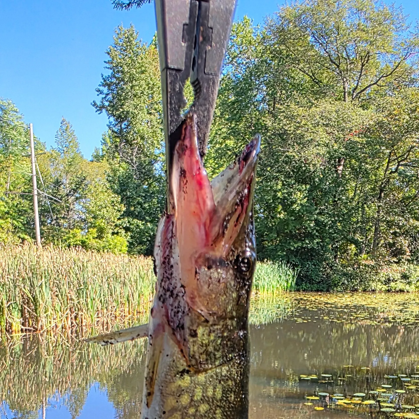 Chain pickerel caught on Fishbrain