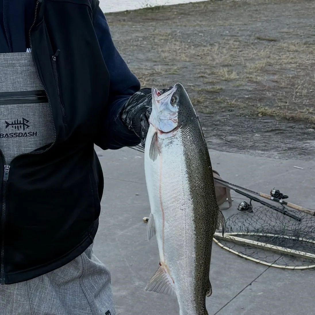 Steelhead caught on Fishbrain