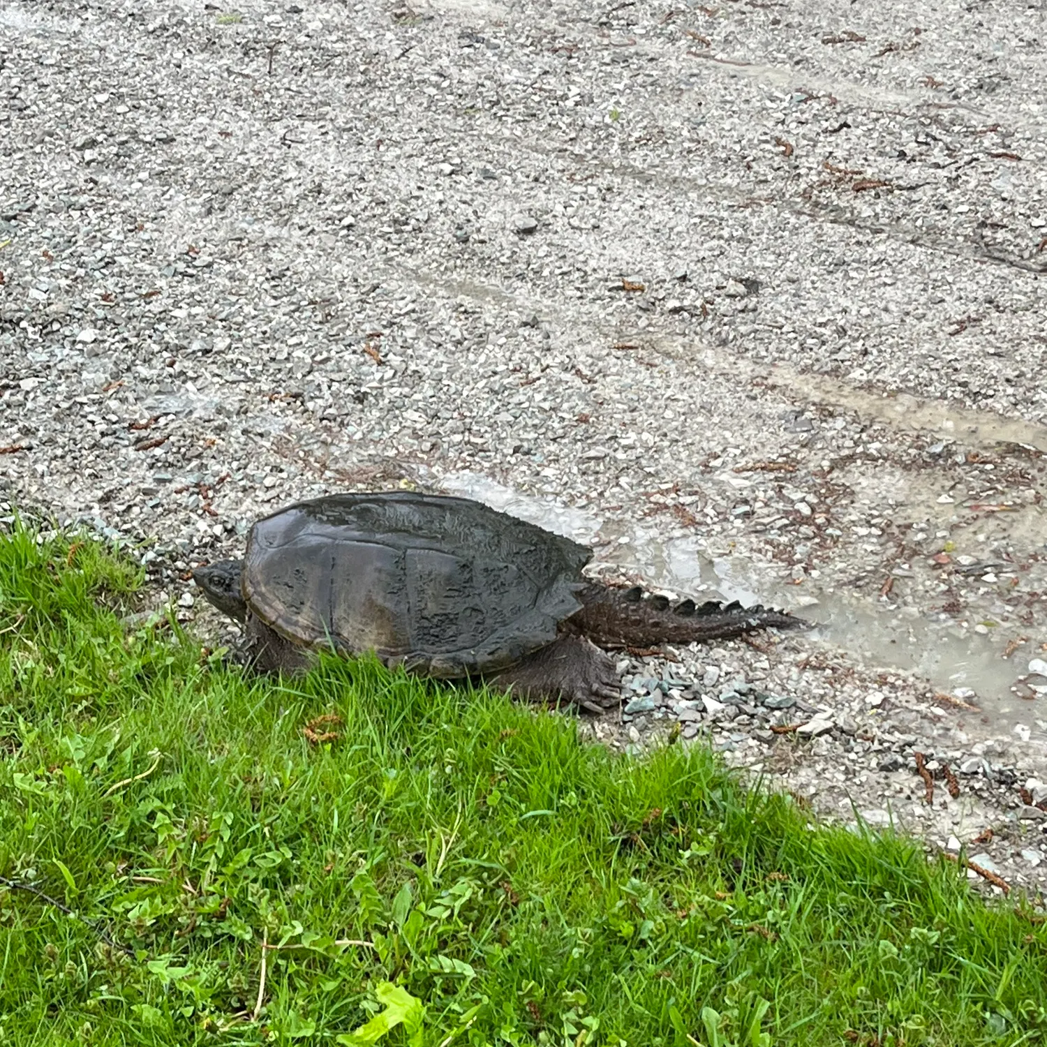 The most recent Common snapping turtle catches on Fishbrain