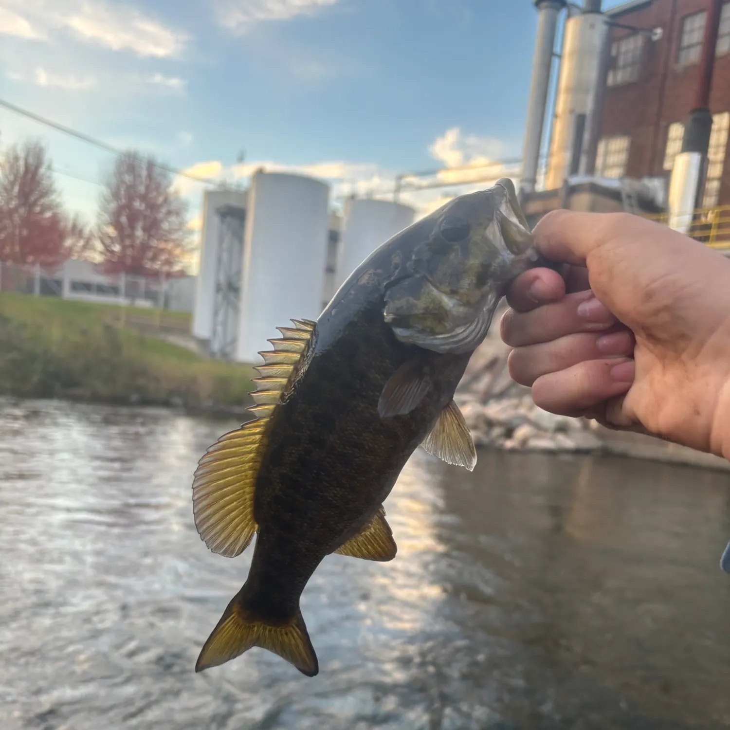 Smallmouth bass caught on Fishbrain