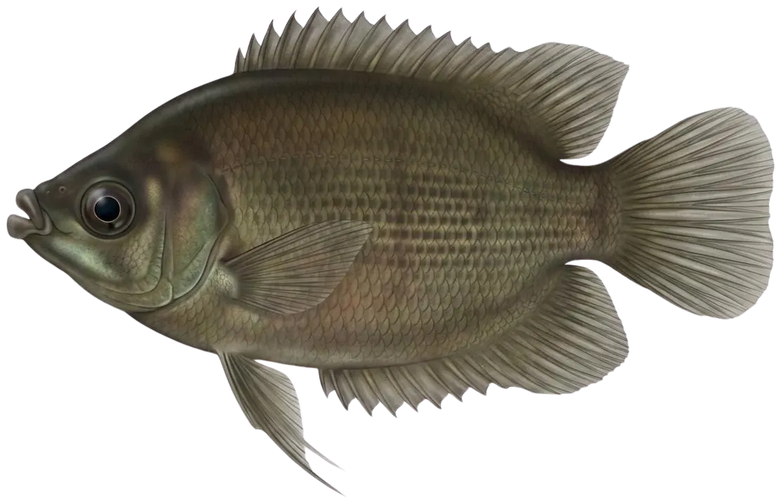 Kissing gourami