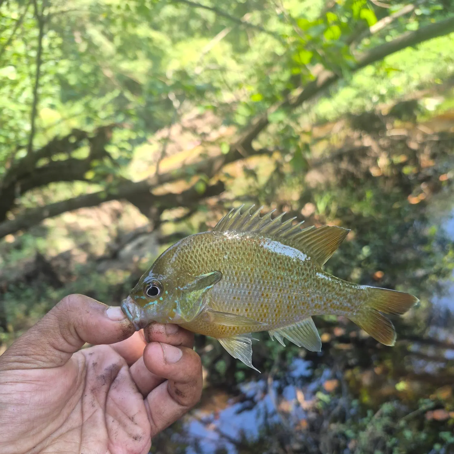 Redbreast sunfish caught on Fishbrain
