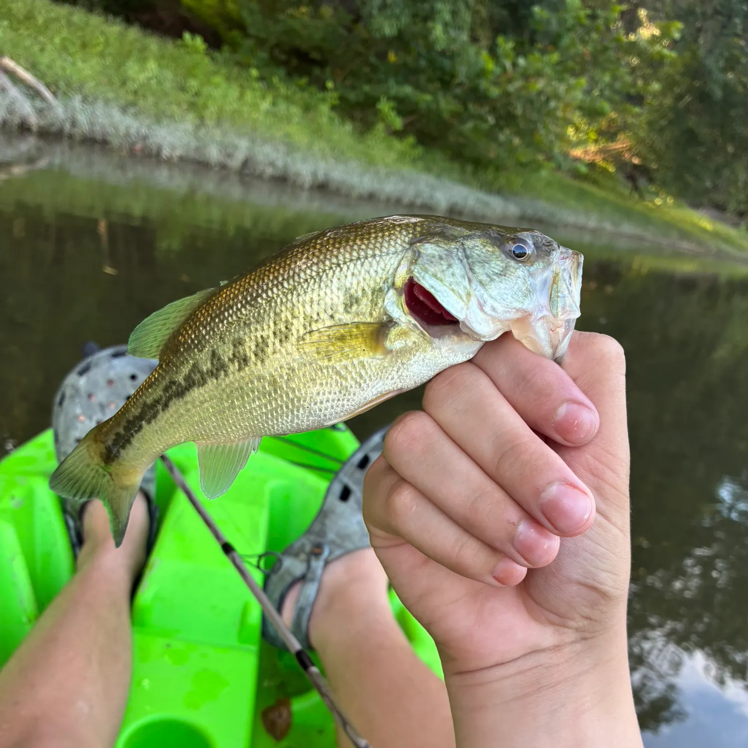 Largemouth bass caught on Fishbrain