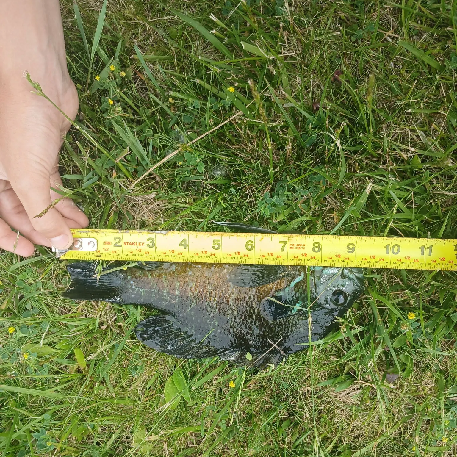 Green sunfish caught on Fishbrain