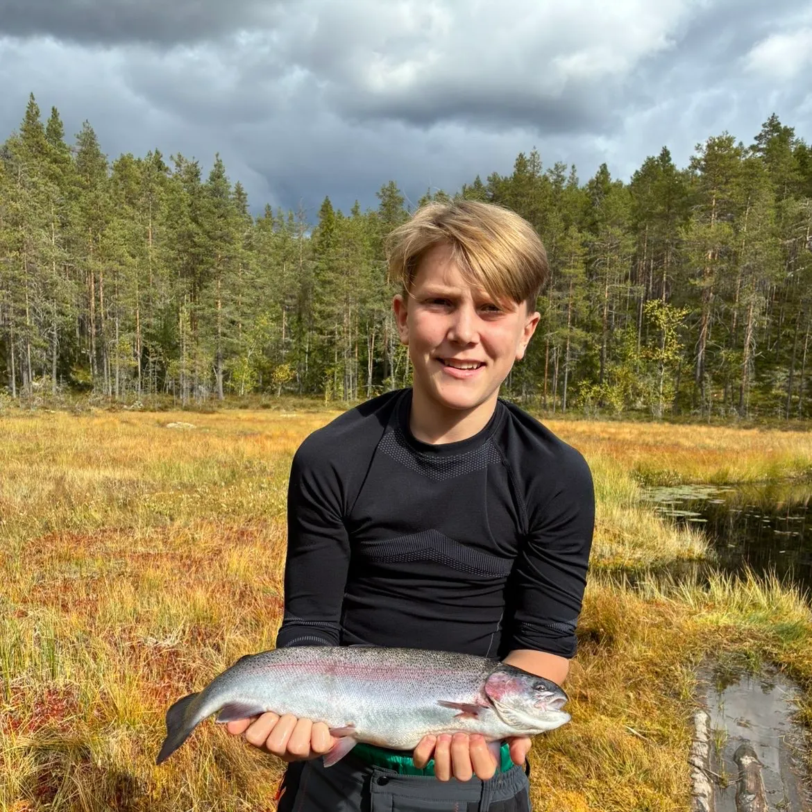 Rainbow trout caught on Fishbrain