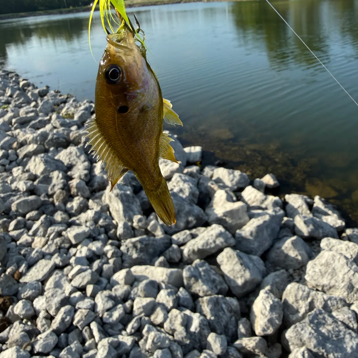 Green sunfish caught on Fishbrain
