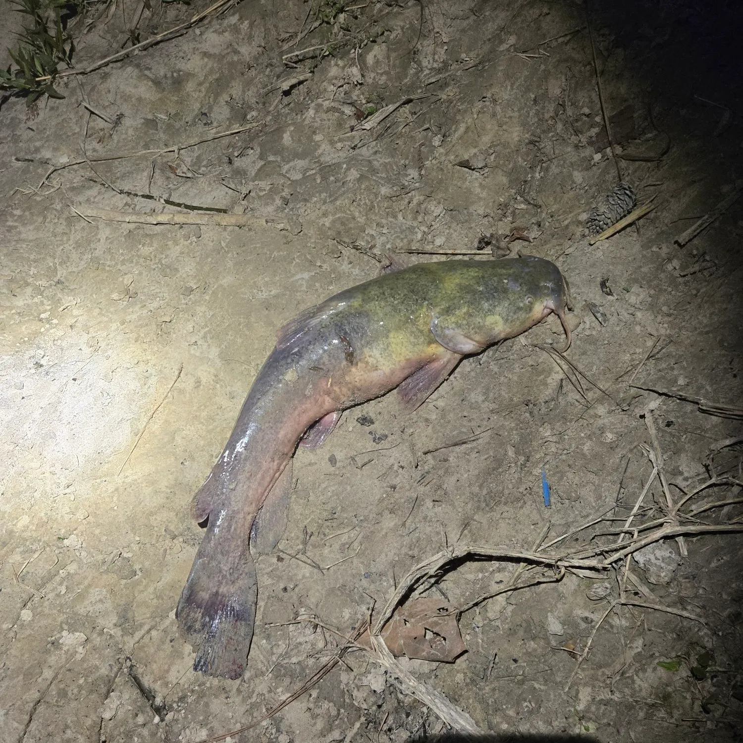The most recent Flathead catfish catches on Fishbrain
