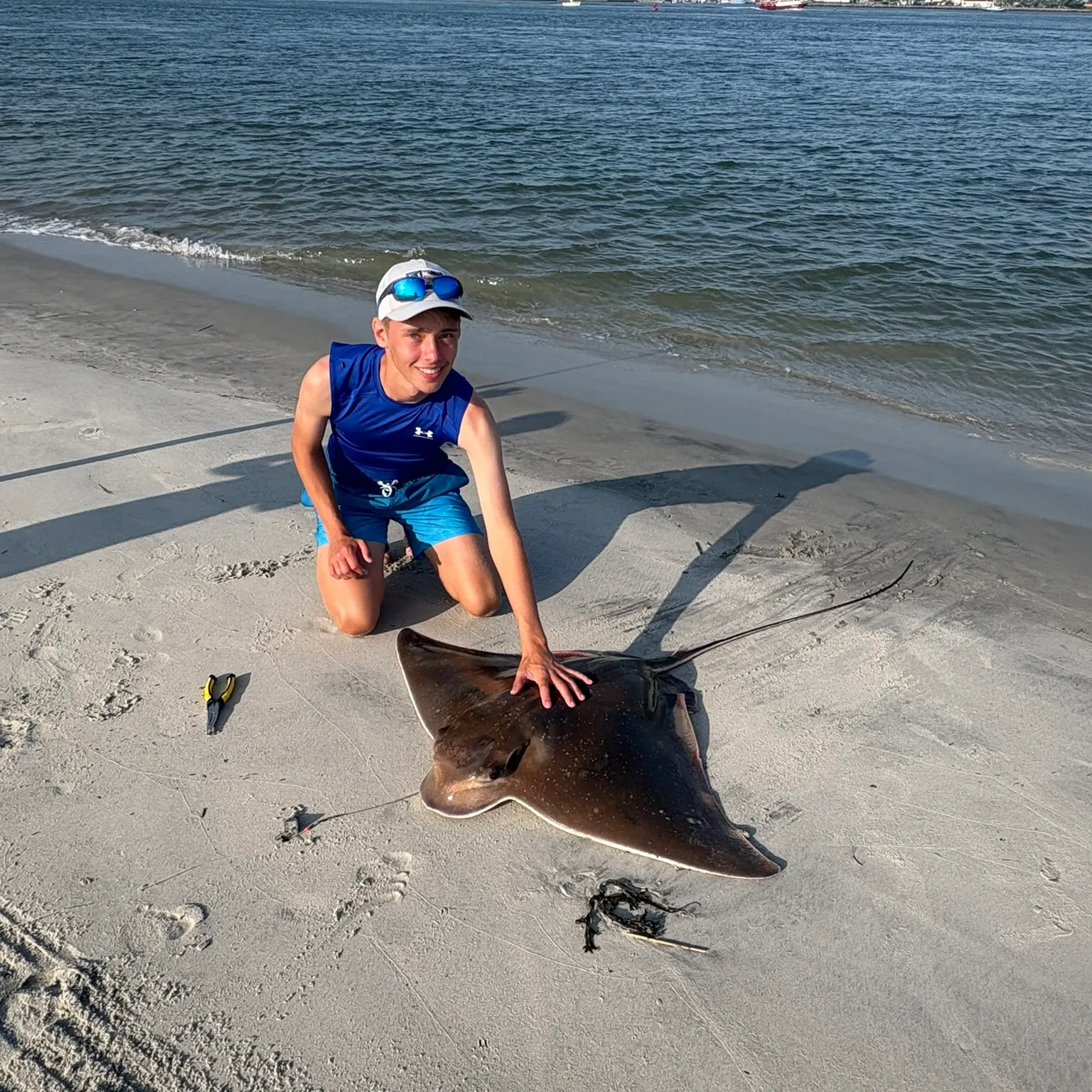 The most recent Bullnose eagle ray catches on Fishbrain