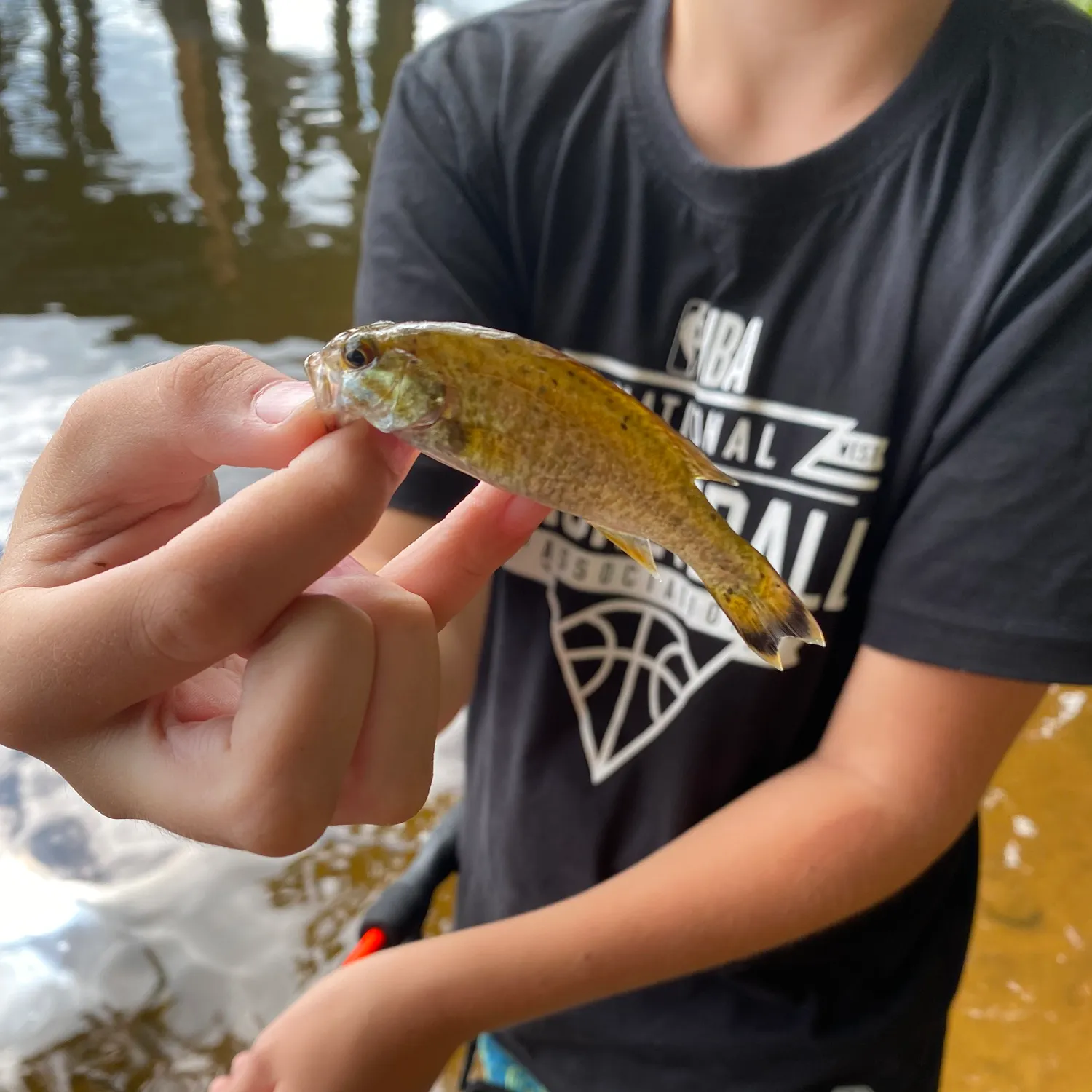 Smallmouth bass caught on Fishbrain