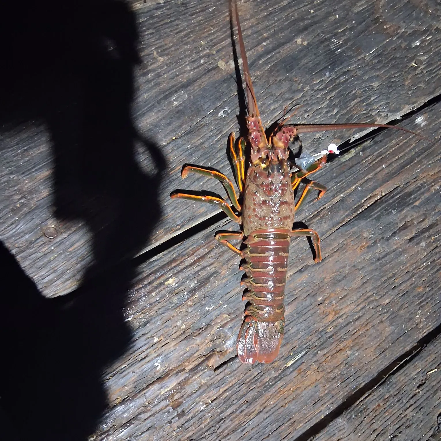 The most recent Caribbean spiny lobster catches on Fishbrain