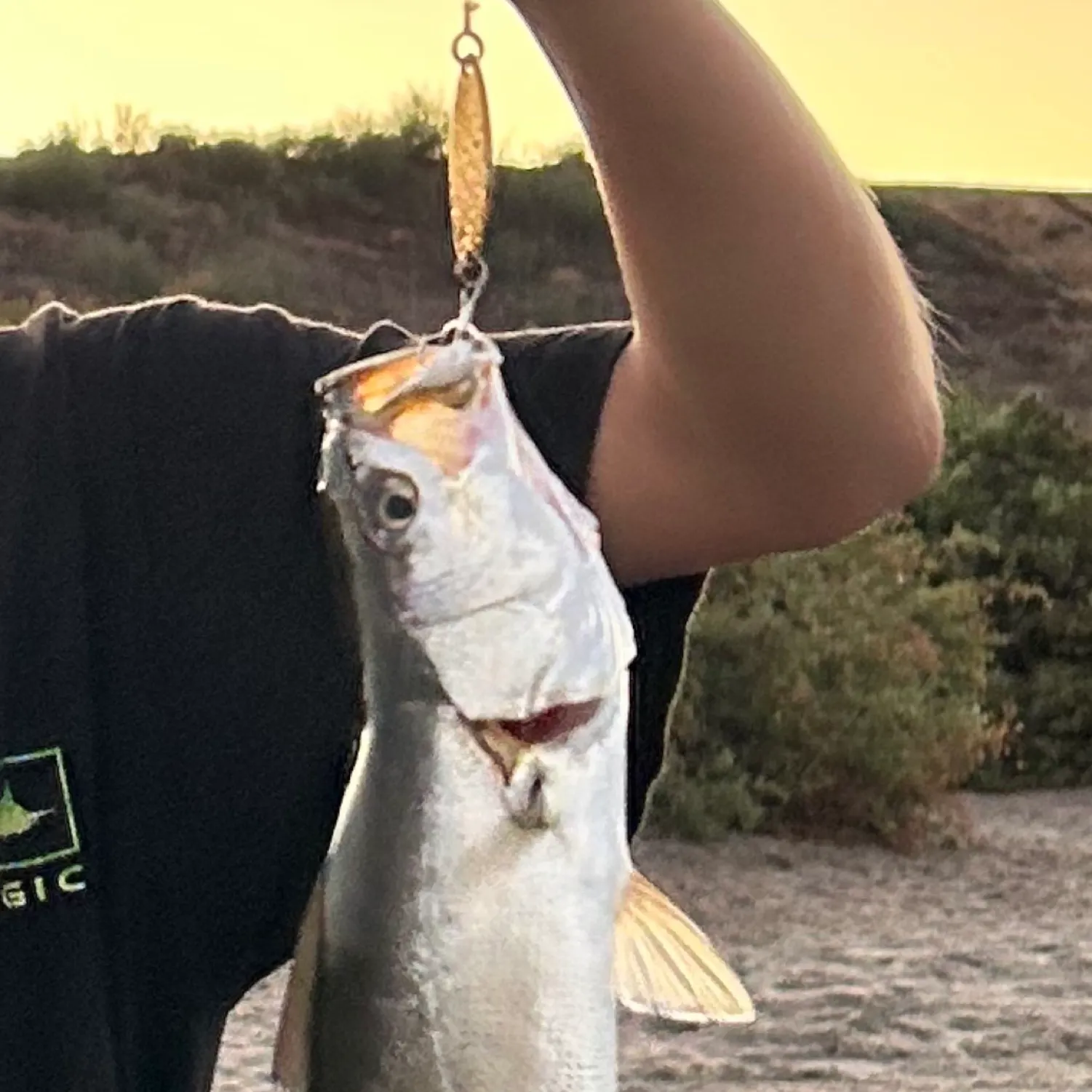 The most recent Gulf weakfish catches on Fishbrain