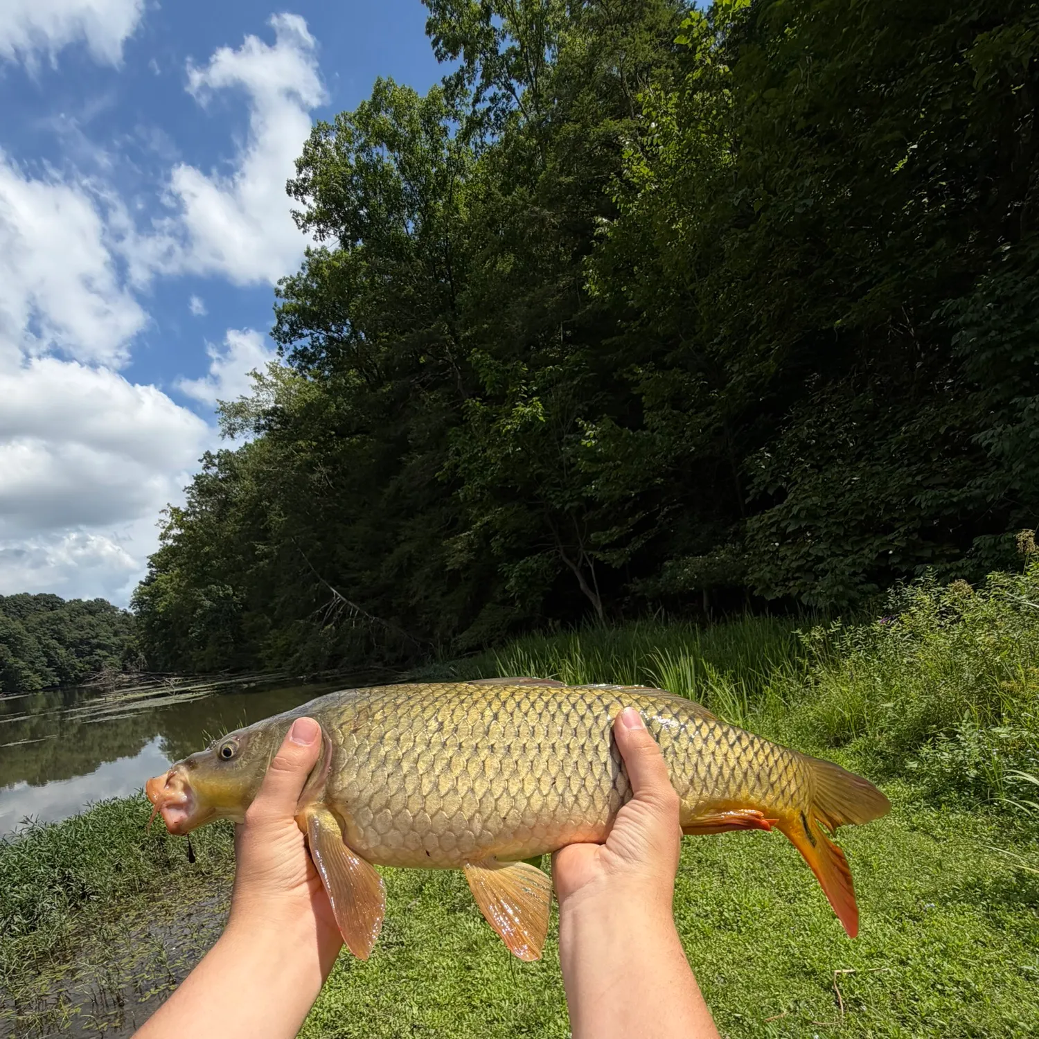 Common carp caught on Fishbrain