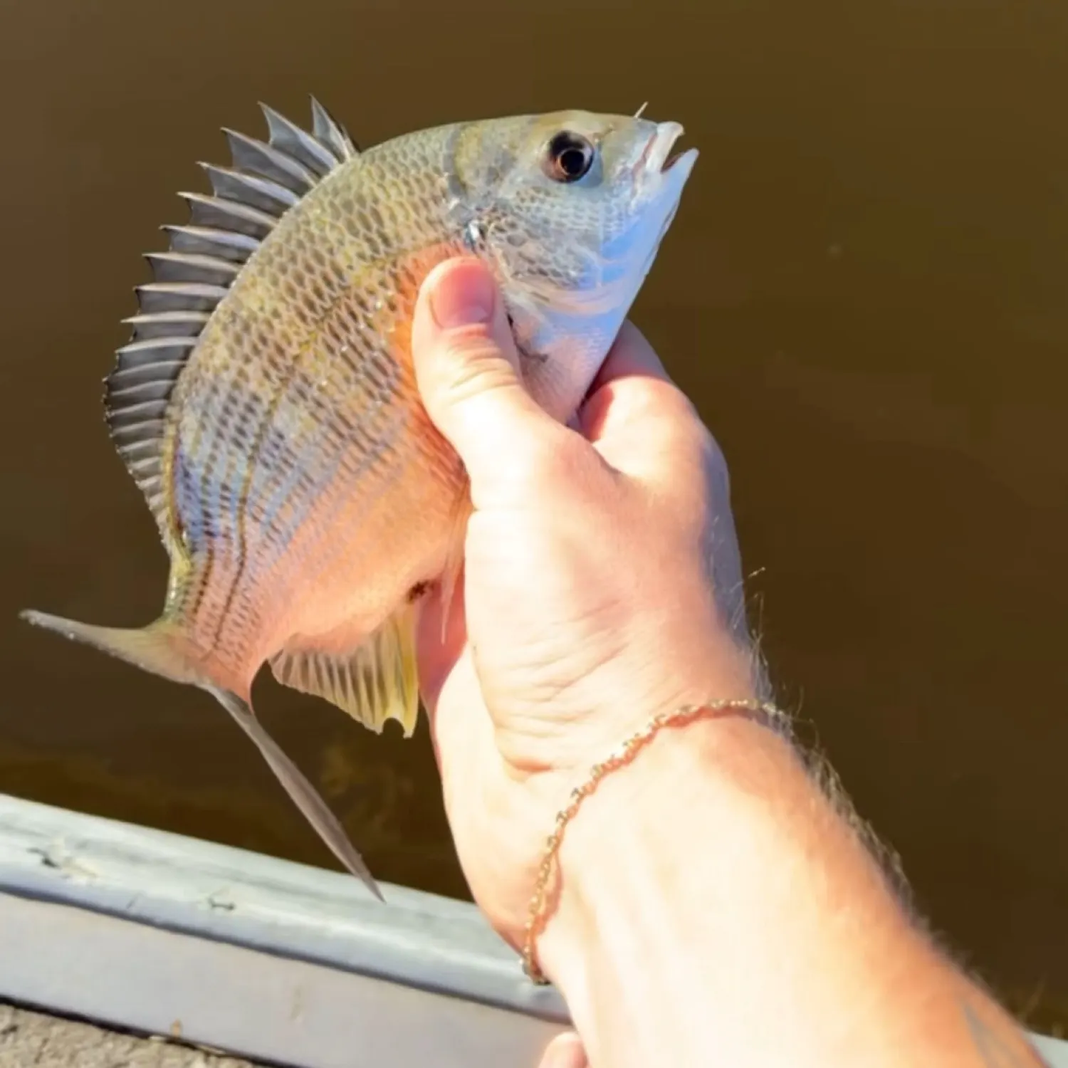 The most recent Blackhead seabream catches on Fishbrain