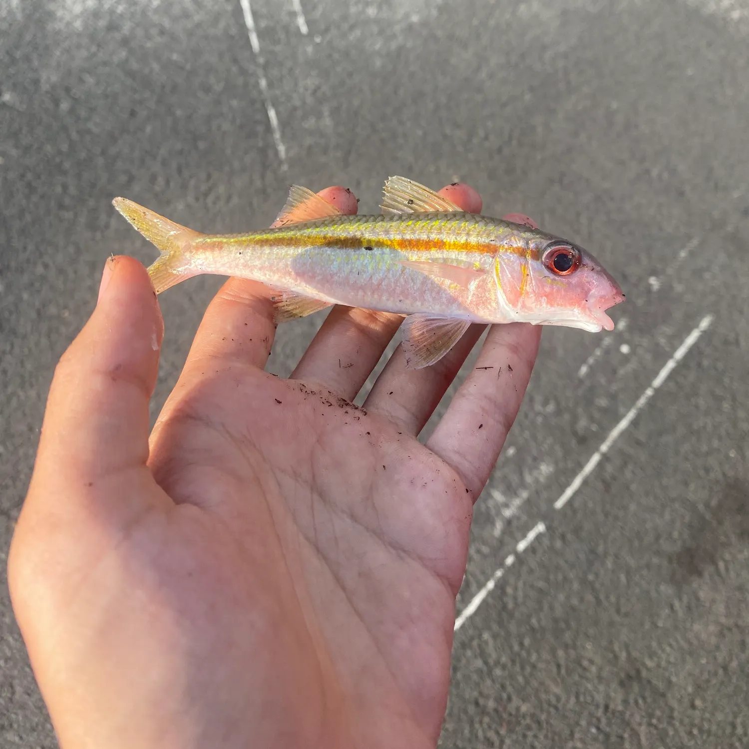Yellowstripe goatfish caught on Fishbrain